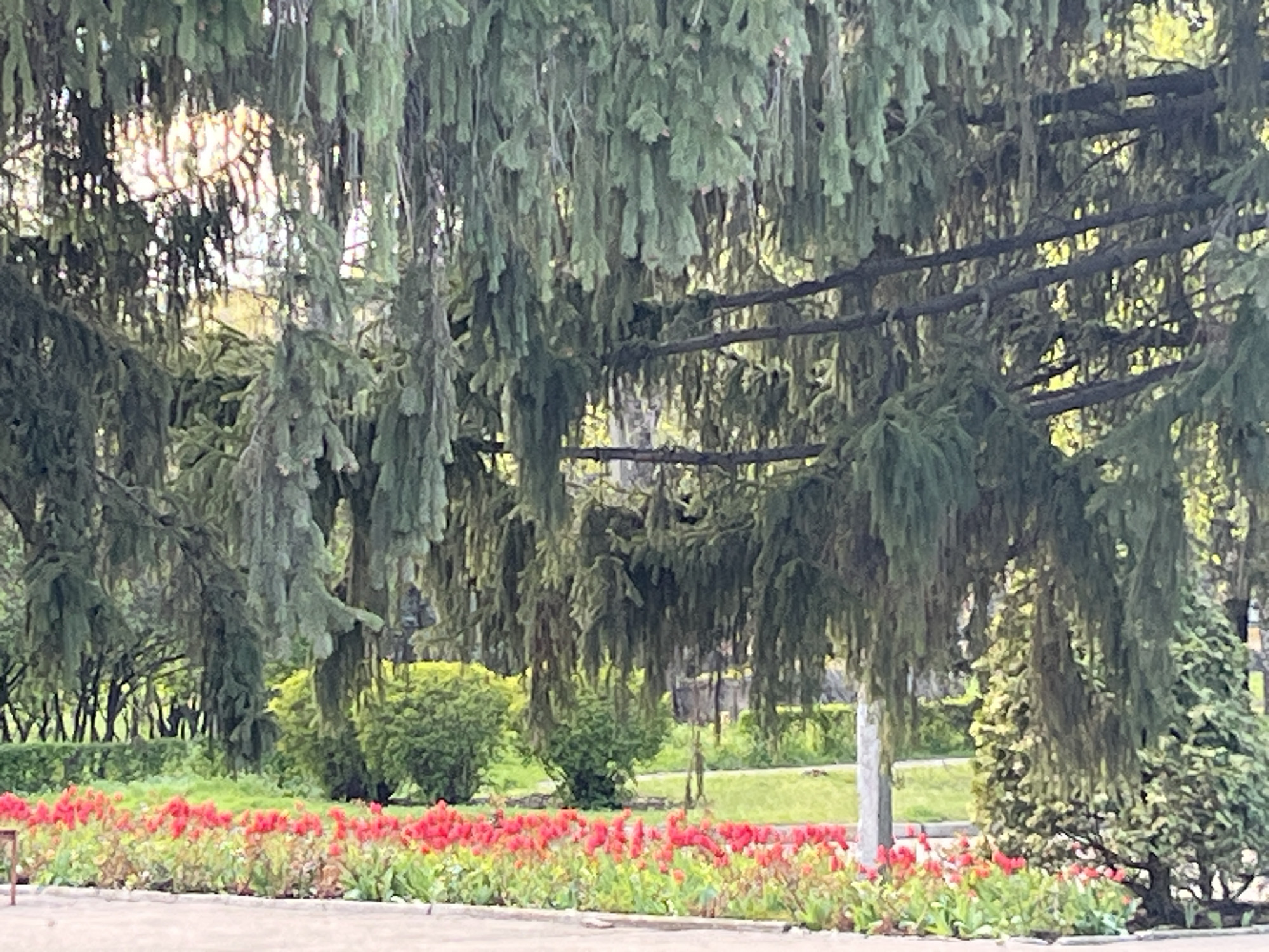This image captures a serene park or garden scene, likely in Kryvyi Rih, Ukraine, dominated by a large, coniferous tree with striking, weeping branches that hang densely, forming a natural curtain across much of the frame. The foliage of this main tree is a deep green, and sunlight filters through gaps in its canopy, creating bright, luminous patches, especially visible in the upper left. The texture of the needles is intricate, giving the tree a somewhat mossy or shaggy appearance.
Below and behind this central tree, other trees and shrubs are visible, their green hues varying from lighter to darker tones. The ground features neatly trimmed green grass and, most prominently in the foreground, a vibrant bed of bright red flowers, possibly Cockscomb or Celosia, which are arranged in a long, manicured border. These flowers provide a stark, colorful contrast to the dominant greens of the trees and grass. A paved path or road runs along the very bottom edge of the image, separating the viewer from the flower bed.
The lighting suggests it is daytime, likely late morning or early afternoon, given the bright, filtered sunlight. The weather appears clear and sunny. There are no people visible, and no specific activity is taking place; the scene is a tranquil landscape. No visible text or discernible objects other than natural elements are present. The overall impression is one of lush greenery and natural beauty in a well-maintained outdoor space.