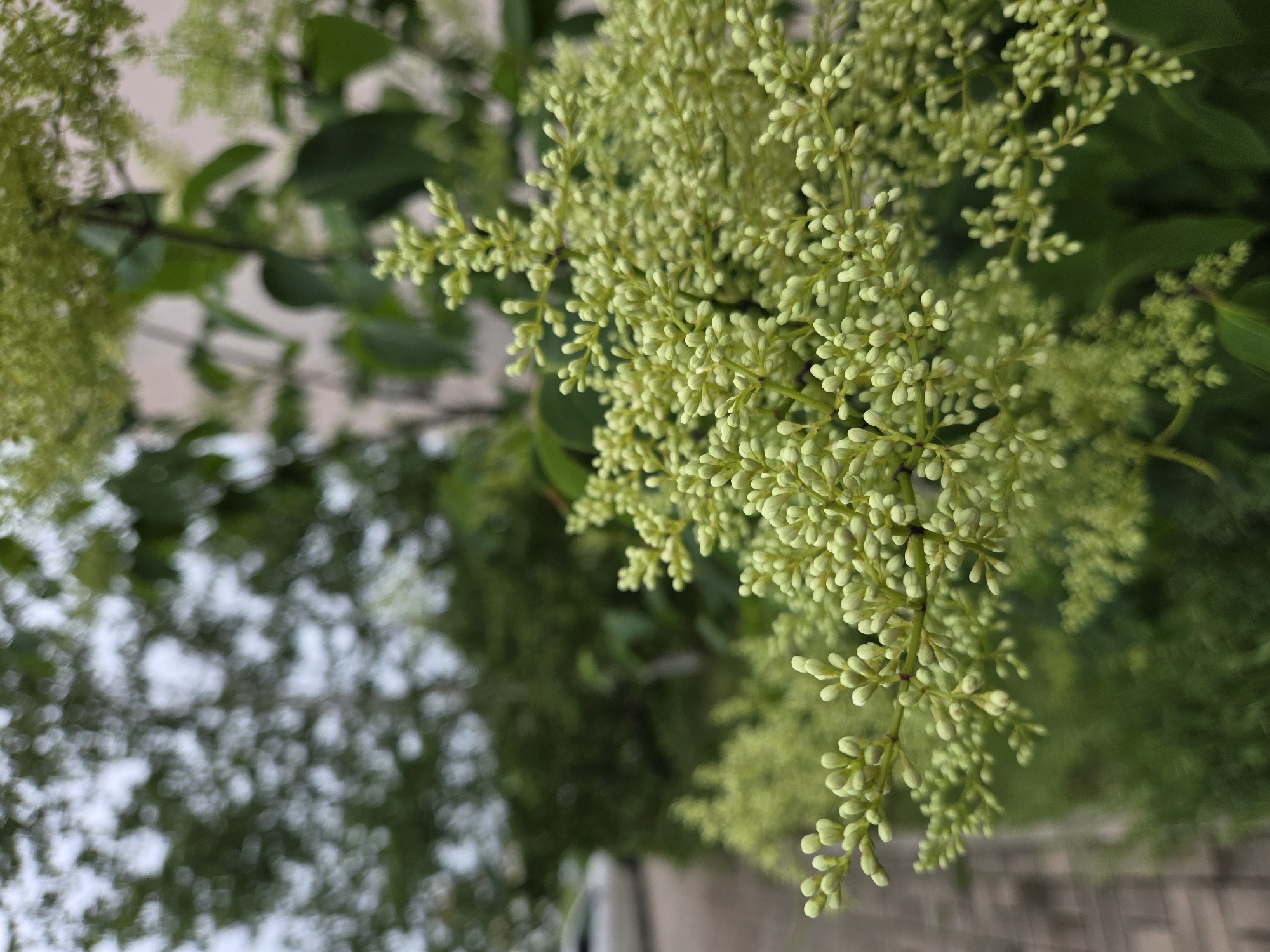 A close-up, slightly angled shot focuses on a cluster of small, pale green flower buds on a branch, with a shallow depth of field blurring the background. The buds are tightly packed, forming conical shapes along thin stems. In the background, out of focus, are green leaves and branches of the same plant, along with other vegetation. To the left, a paved walkway or sidewalk made of interlocking bricks is visible, and beyond that, the side of a light-colored vehicle and a building facade. The scene suggests an outdoor setting in a city. Given the context of Birobidzhan, Russia, this could be a residential area, park, or public garden during the warmer months.