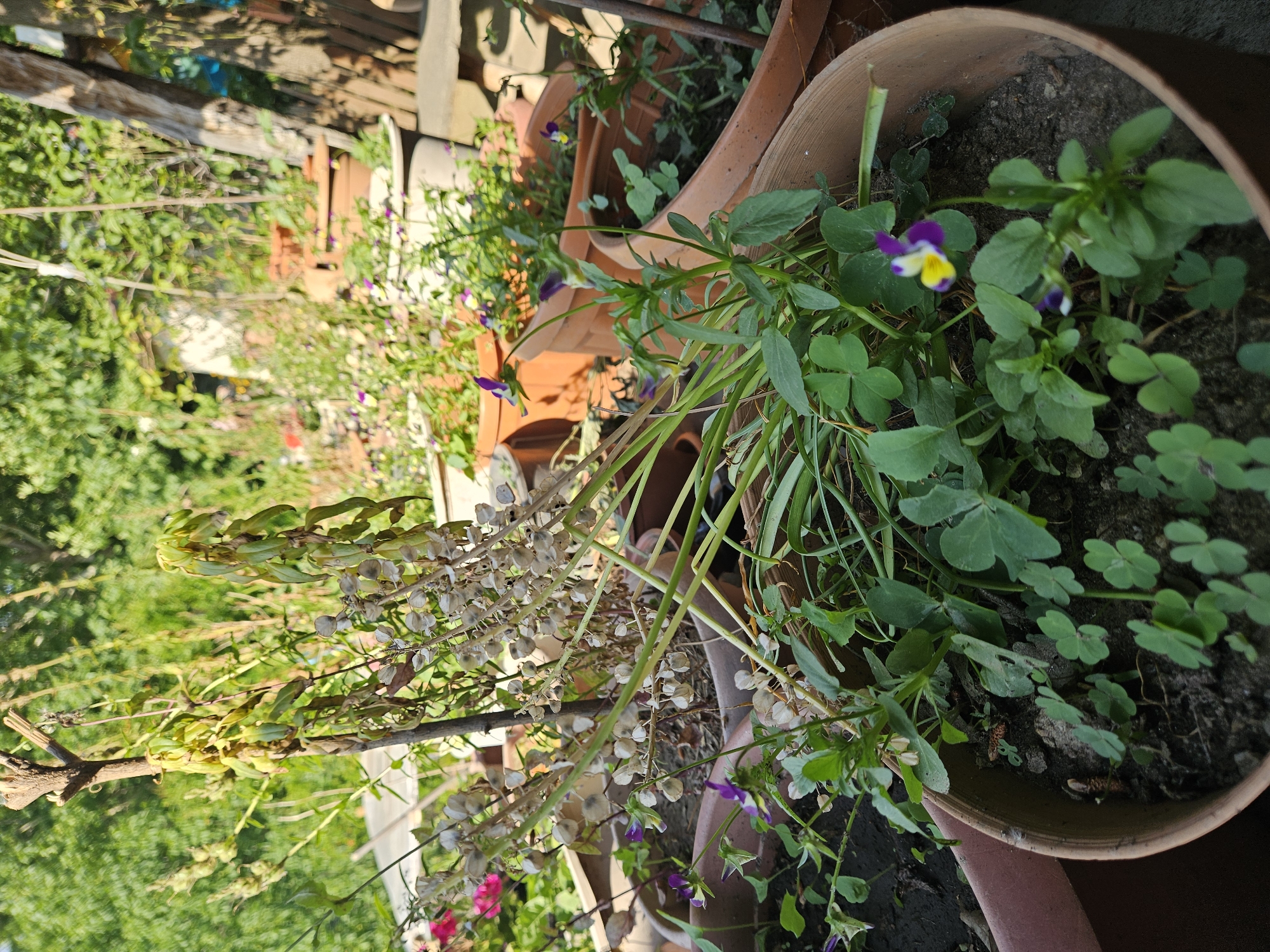 The image depicts an outdoor garden scene primarily featuring potted plants under bright daylight. In the foreground, a round terracotta pot contains small green plants with trifoliate leaves (clover-like), several flowering Viola plants displaying small purple, yellow, and white blossoms, and some green, blade-like foliage. Behind this, a larger terracotta pot holds a prominent, tall, dried plant stalk characterized by numerous light-colored, circular, papery seed pods, consistent with a spent Lunaria plant. A thin wooden support stake is positioned centrally within this pot.
In the midground, additional terracotta pots of various sizes are arranged, containing green leafy plants and more small purple and yellow flowers. The background consists of dense, out-of-focus green foliage and trees, indicative of a lush outdoor environment. Faint outlines of wooden structures are visible on the far right. The scene is illuminated by strong sunlight, creating distinct highlights and shadows. No human figures are present in the image. As per the provided information, the depicted location is the city of Tire, Turkey.