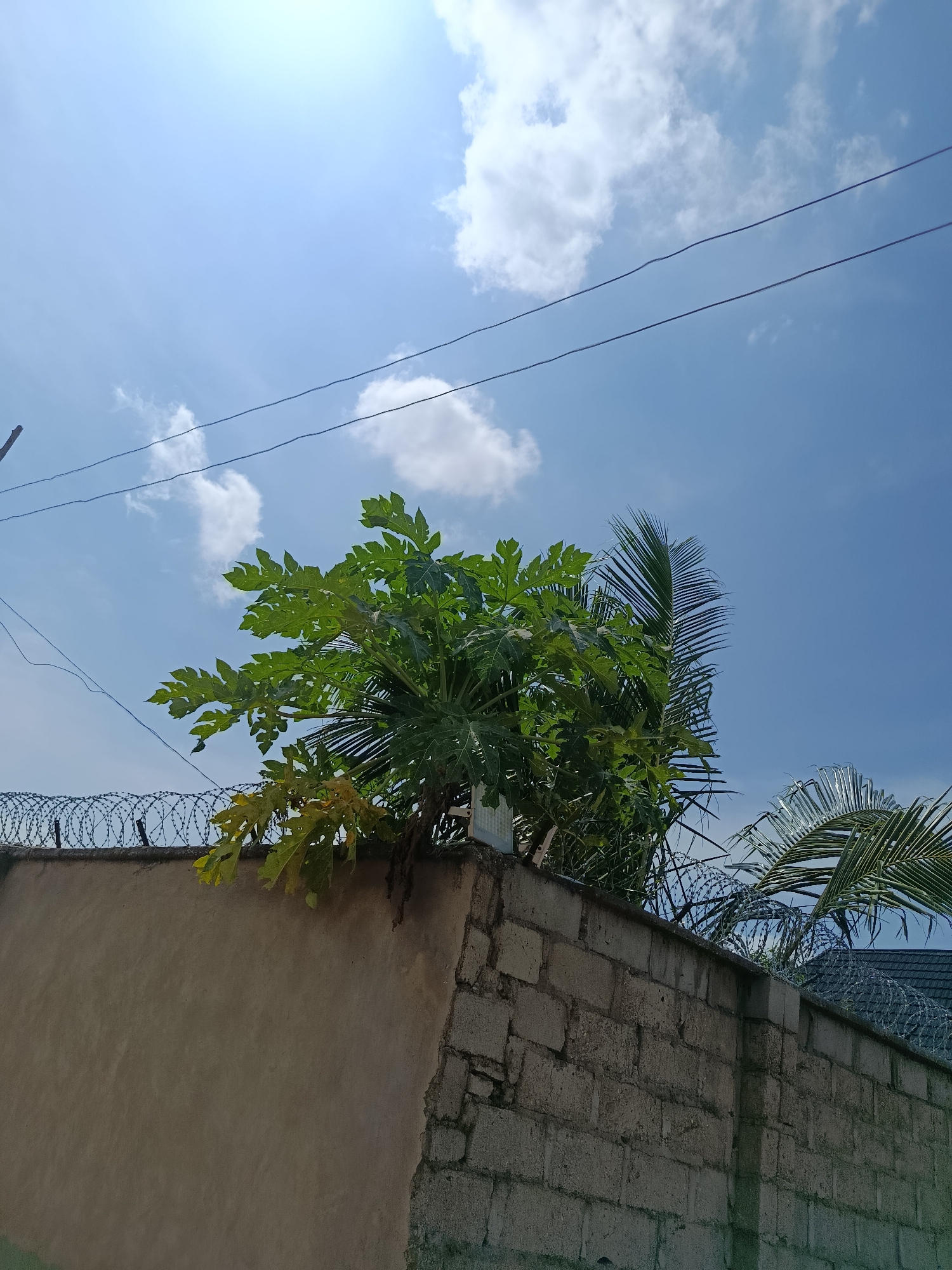 This is a photograph taken outdoors, likely in New Nyanya, Nigeria, under a bright, sunny sky with scattered white clouds. The scene depicts a tall wall constructed from rough, grey concrete blocks, topped with a coil of razor wire, suggesting a security fence. A smooth, light-colored stucco wall forms part of the structure on the left.
Lush green foliage, including the large, fan-like leaves of a papaya tree and the feathery fronds of a palm tree, extends above the wall. The vibrant green of the leaves contrasts with the pale sky and the rough texture of the wall. Two dark electrical wires are visible stretched across the upper portion of the frame, adding a man-made element to the natural scene.
The lighting indicates it is daytime, with the sun high in the sky, casting bright light and creating some glare in the upper left corner. The weather appears clear and fair. There are no people visible in the image, and no text is present. The overall impression is one of a secure outdoor space bordered by a wall and featuring prominent plant life under a bright sky.