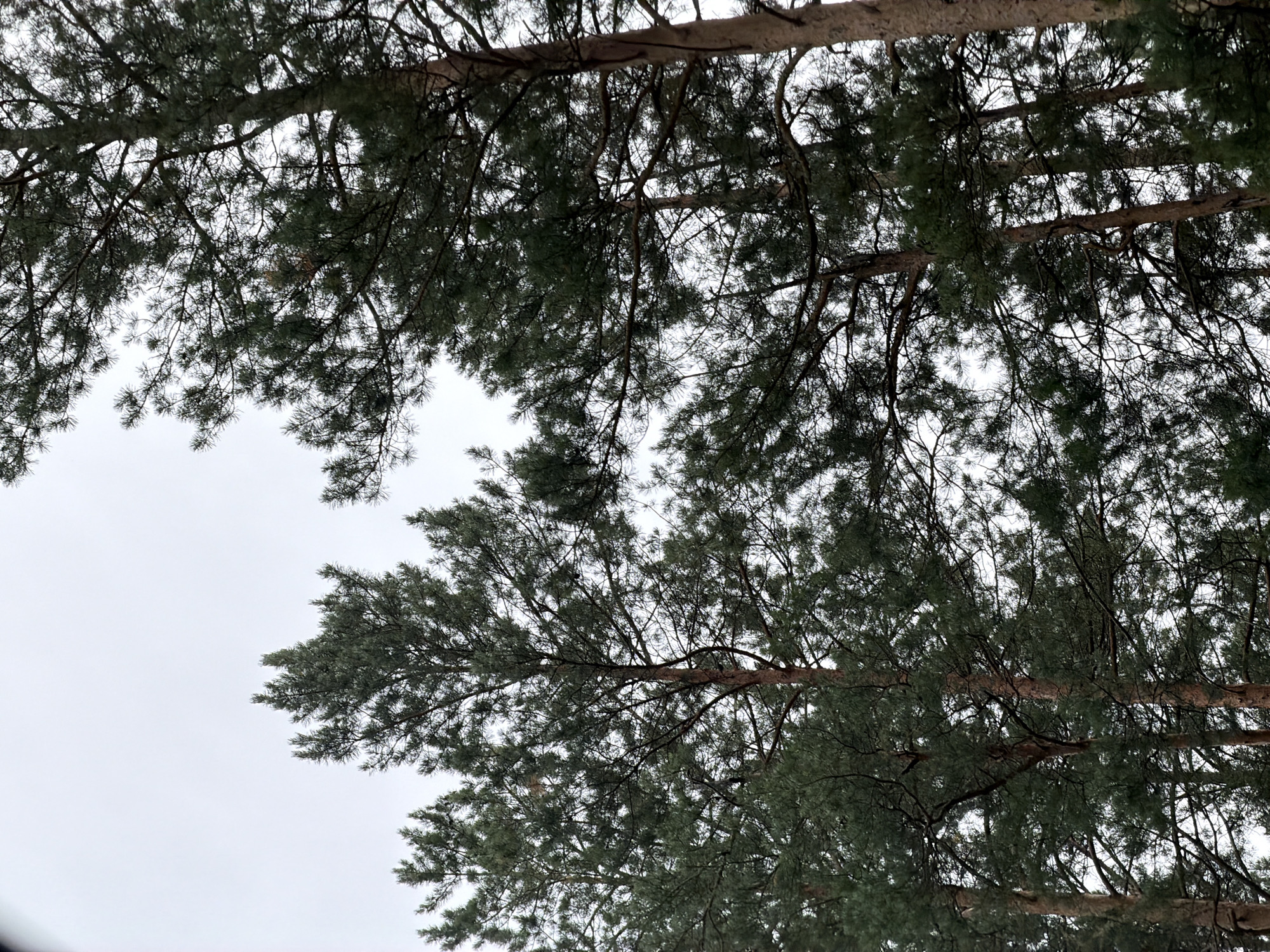 This image shows a view looking up through the branches and needles of several pine trees. The branches are dark and extend across the frame, with dense green needles filling the spaces between them. The sky is overcast and bright white, suggesting a cloudy day. The perspective is from below, looking upwards, with the tree trunks and main branches appearing horizontally across the frame. The scene is natural and appears to be a forest or wooded area, possibly in a cold climate given the muted colors and overcast sky. No people or specific objects are visible, only the natural elements of the pine trees and the sky. The time of day is indeterminate due to the overcast conditions, but the light level suggests daytime. The location cues from Ust-Sema, Russia, point to a northern latitude environment where pine forests are common.