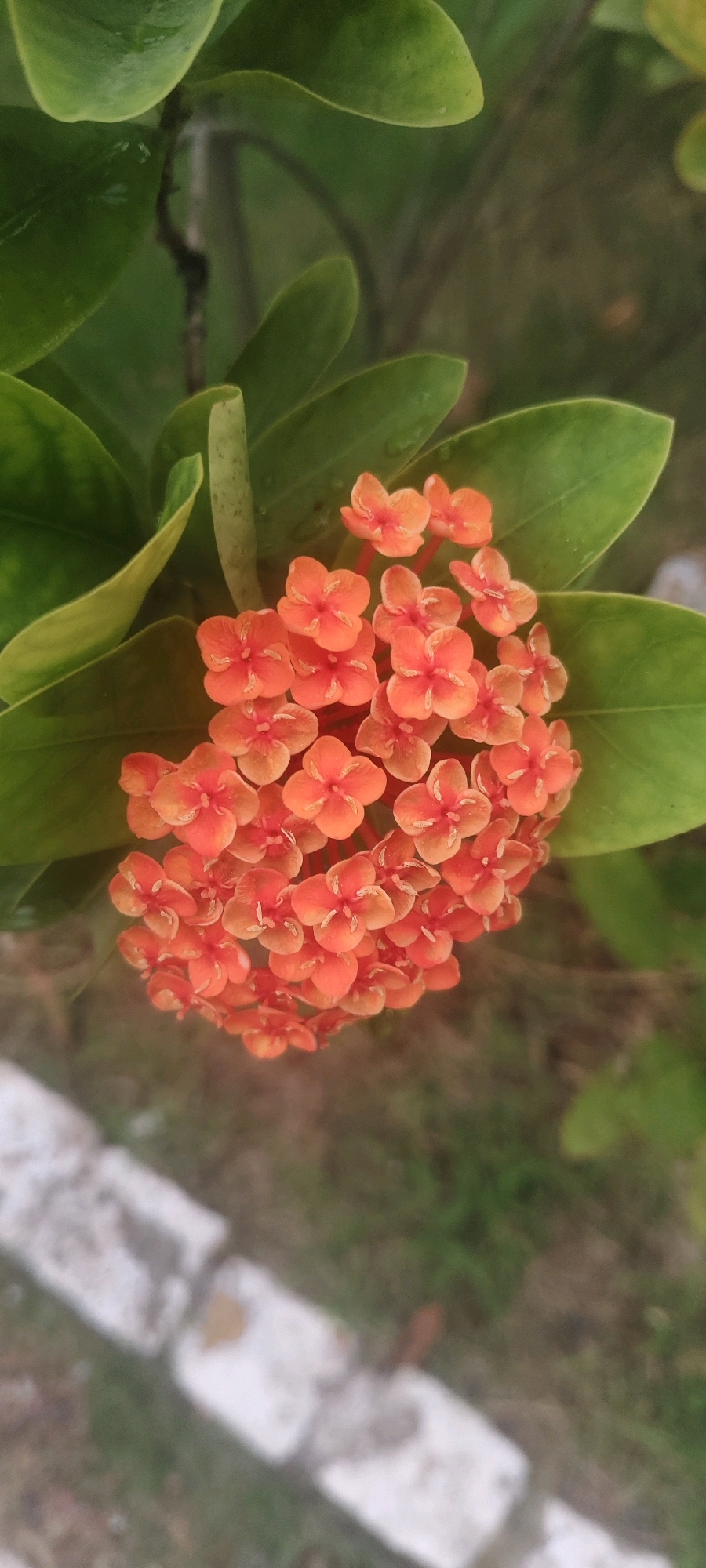 An outdoor, close-up, eye-level shot captures a cluster of vibrant orange flowers with green leaves in the foreground, set against a blurred background of greenery and what appears to be a white-edged, possibly concrete, structure. The flowers are small, star-shaped, and densely packed together, with delicate stamens visible in their centers. Water droplets are present on some of the leaves, suggesting recent rain or dew. The overall lighting is soft and diffused. The location is identified as Kochi, India.