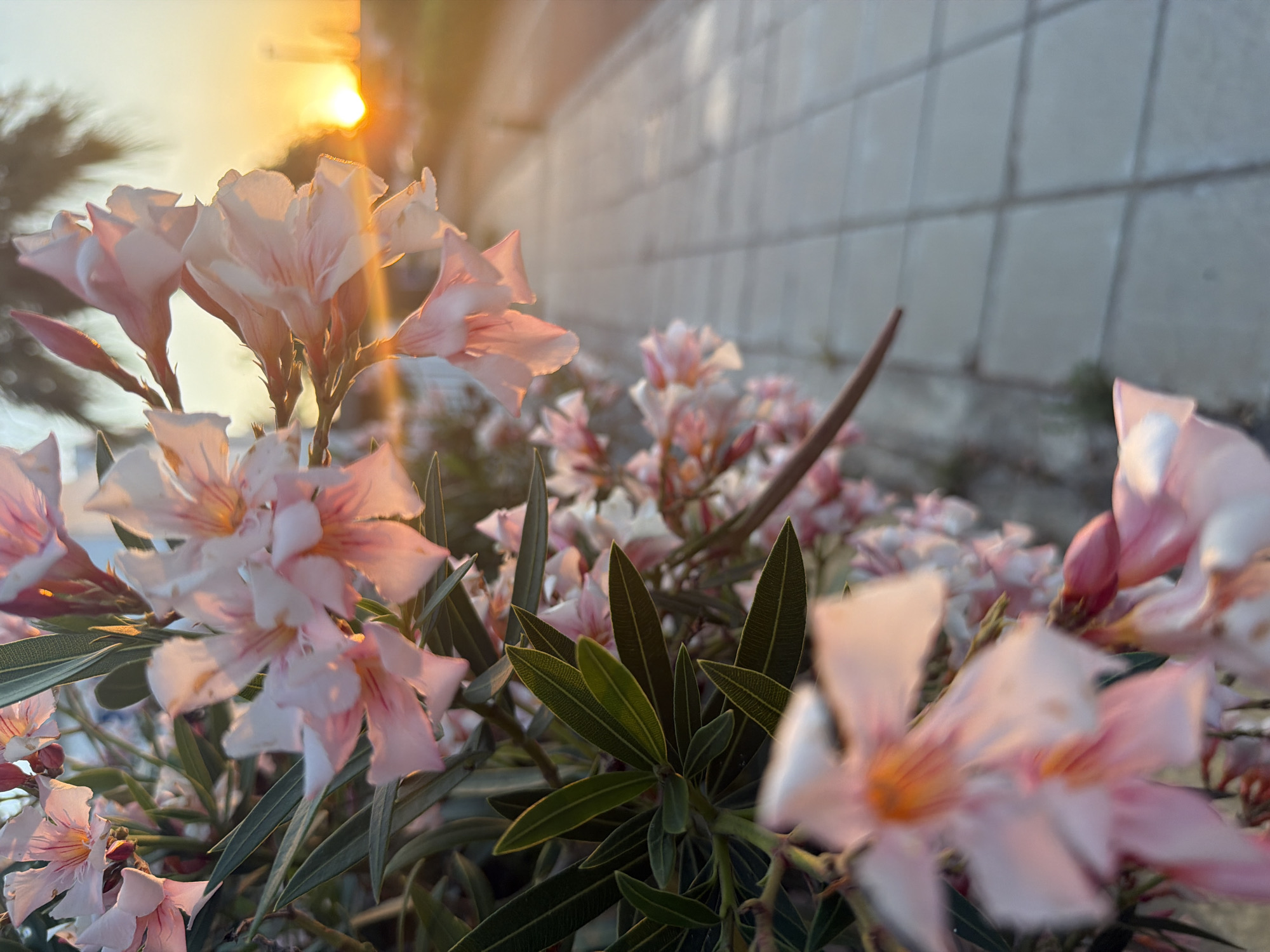 A close-up shot focuses on light pink oleander flowers and dark green leaves in the foreground, with a paved walkway stretching into the background on the right. A soft, golden sunset illuminates the scene, casting warm light on the flowers and creating a lens flare across the middle of the image. In the far distance, the sun is visible as a bright orb on the horizon. The walkway appears to be made of light gray square tiles. The environment suggests an outdoor setting, likely in a public space or garden area in Pervolia, Cyprus, given the presence of oleander plants commonly found in the region. No people are visible in the image.