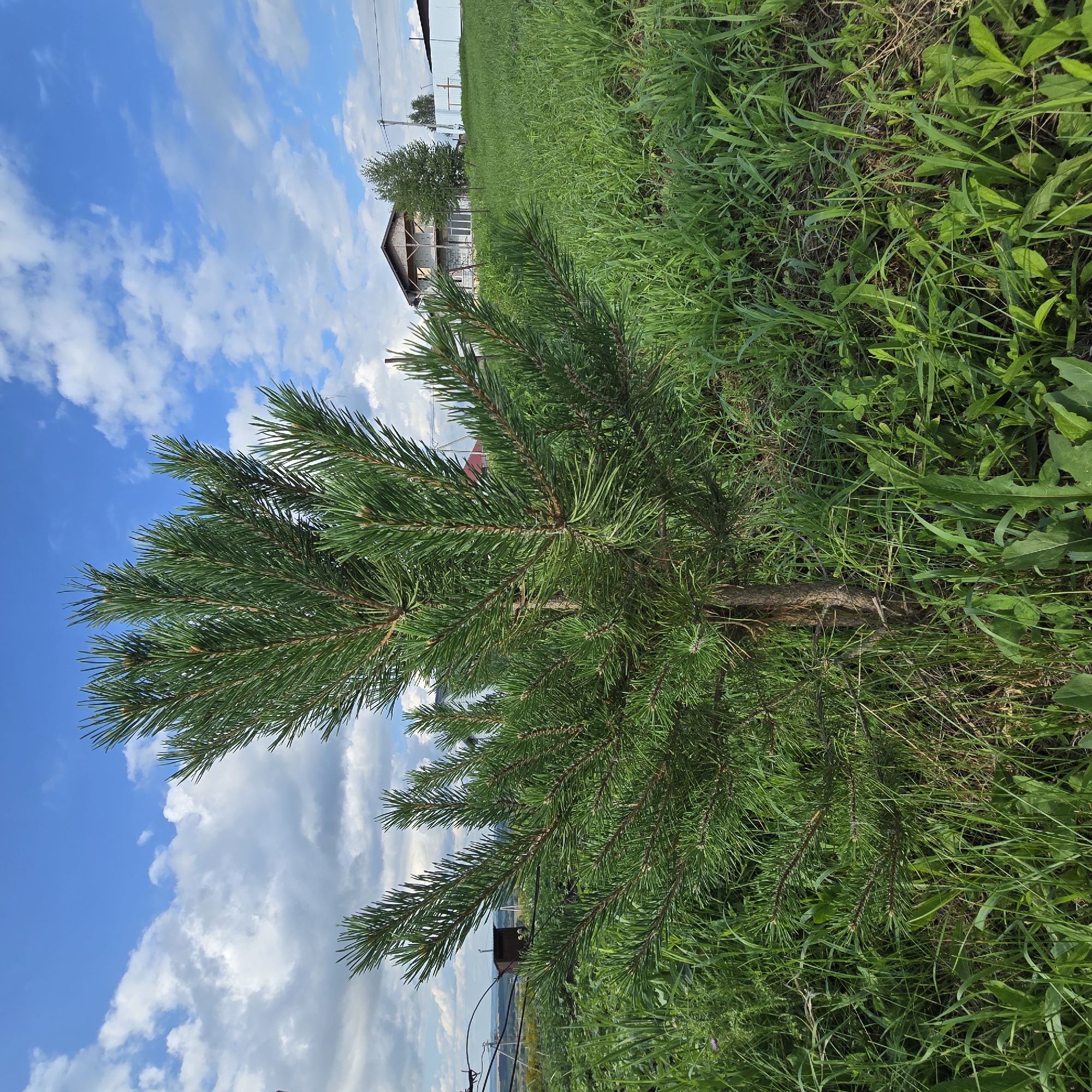 The image depicts a young pine tree in the foreground, surrounded by tall green grass. In the background, a two-story building with a wooden roof is visible, along with a white fence and some trees. The sky is blue with scattered white clouds. This scene is located in the city of Belokurikha, Russia, a resort town known for its natural beauty and mineral springs.