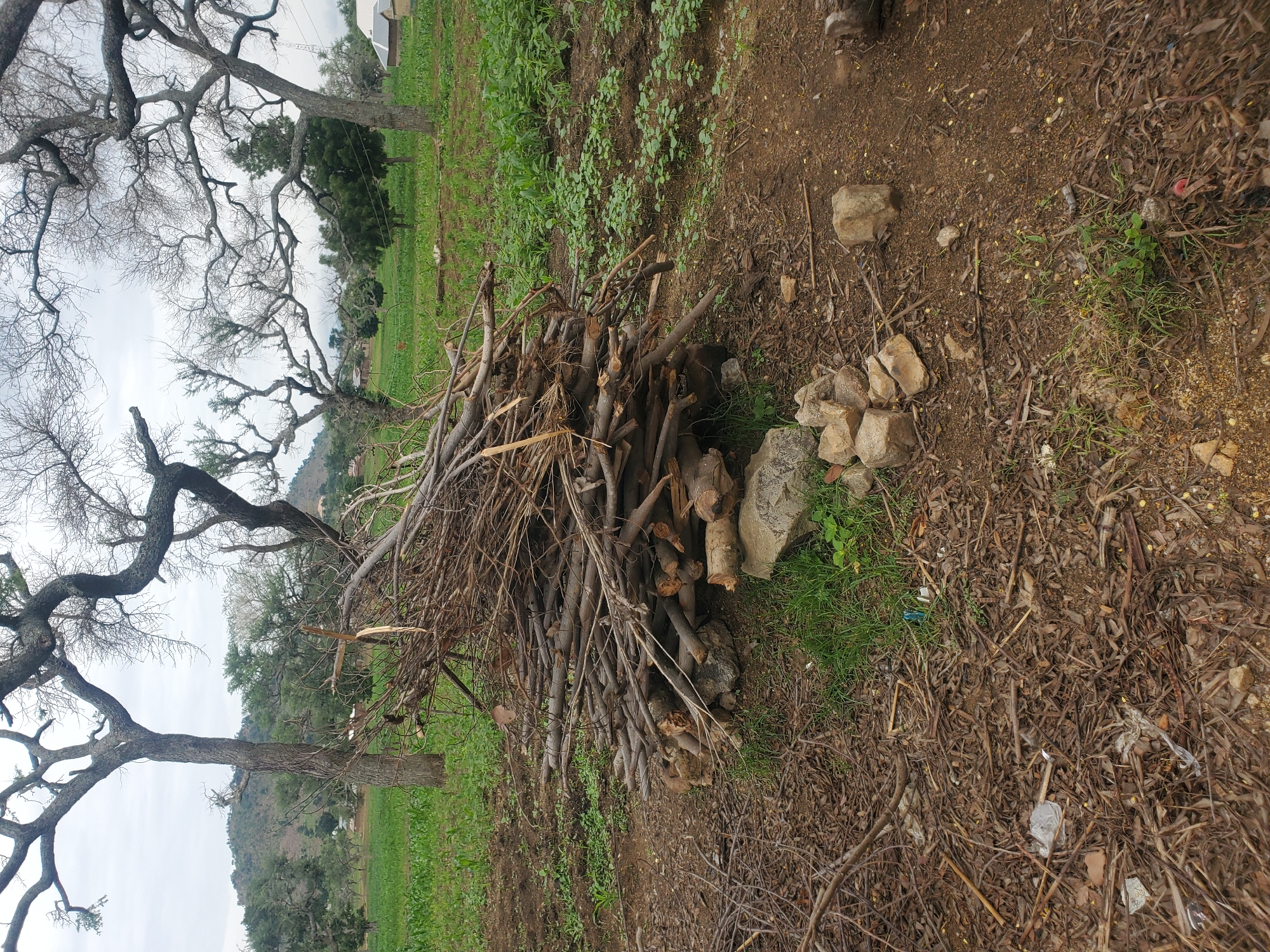 A pile of cut branches and logs lies on the ground in a rural area. The branches are a mix of thicknesses and lengths, with some appearing to be fresh cuts while others are dry and brittle. The pile is resting on a few scattered rocks, and the surrounding ground is covered in dirt, dry leaves, and scattered twigs. In the background, there are several large trees with bare branches, and a field of green crops. There are also a few small buildings visible in the distance, suggesting a settlement. The sky is overcast. The scene is located in the city of Kabwir, Nigeria.