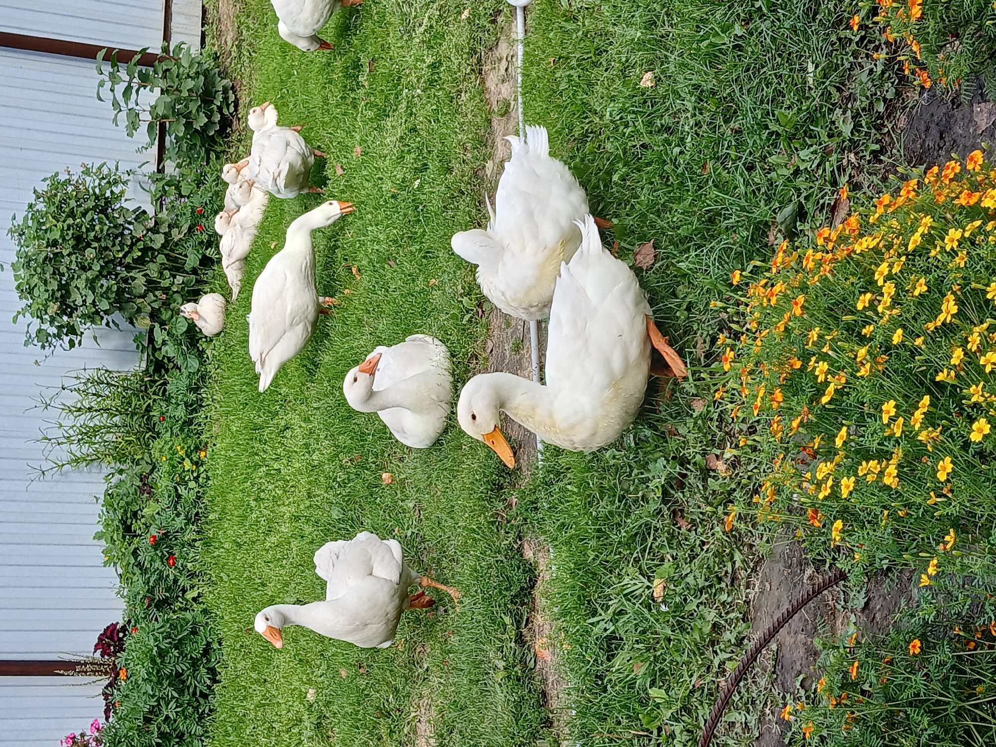 The image depicts a flock of white geese in an outdoor, grassy area. The geese are of various sizes and are scattered across the lawn, with some standing and others resting. In the background, there is a metal fence and a line of green bushes and flowers, including some with orange and yellow blooms in the foreground. The overall scene suggests a rural or semi-rural environment. There is no specific indication of the city of Богандинский, Russia within the image itself.