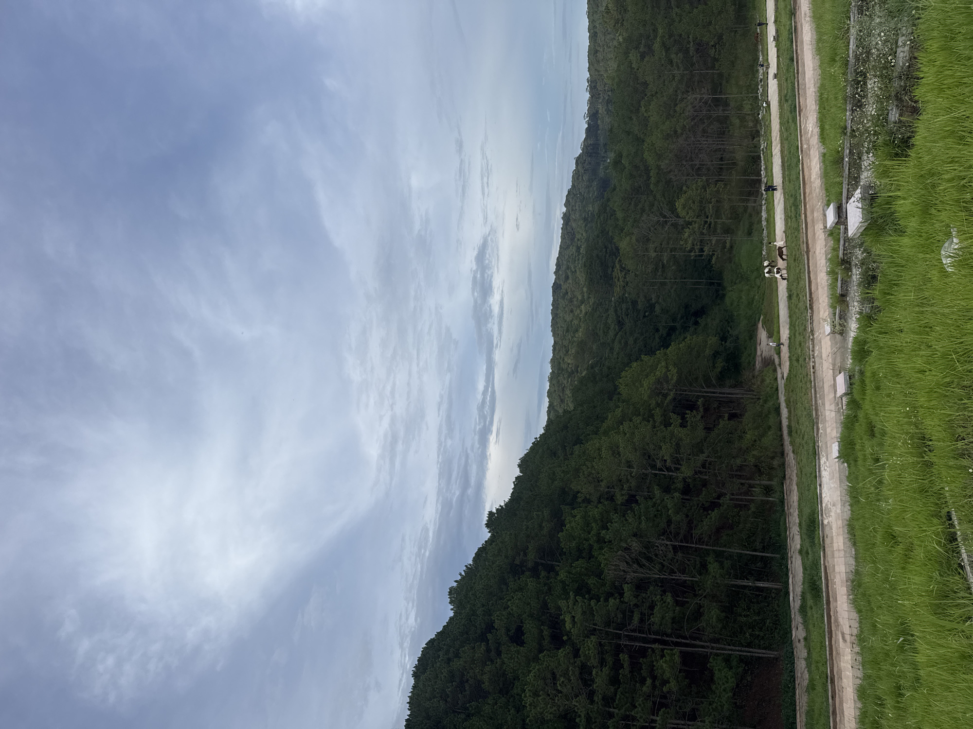 The image depicts a landscape with a cloudy sky occupying the upper portion. Below the sky, a dense evergreen forest stretches across the middle of the frame, covering a hillside. To the right of the forest, a dirt path or road runs parallel, bordered by a grassy area with wildflowers.
People are visible on the path, some appearing to be walking. A group of horses is also present. The location is the city of Da Lat, Vietnam.