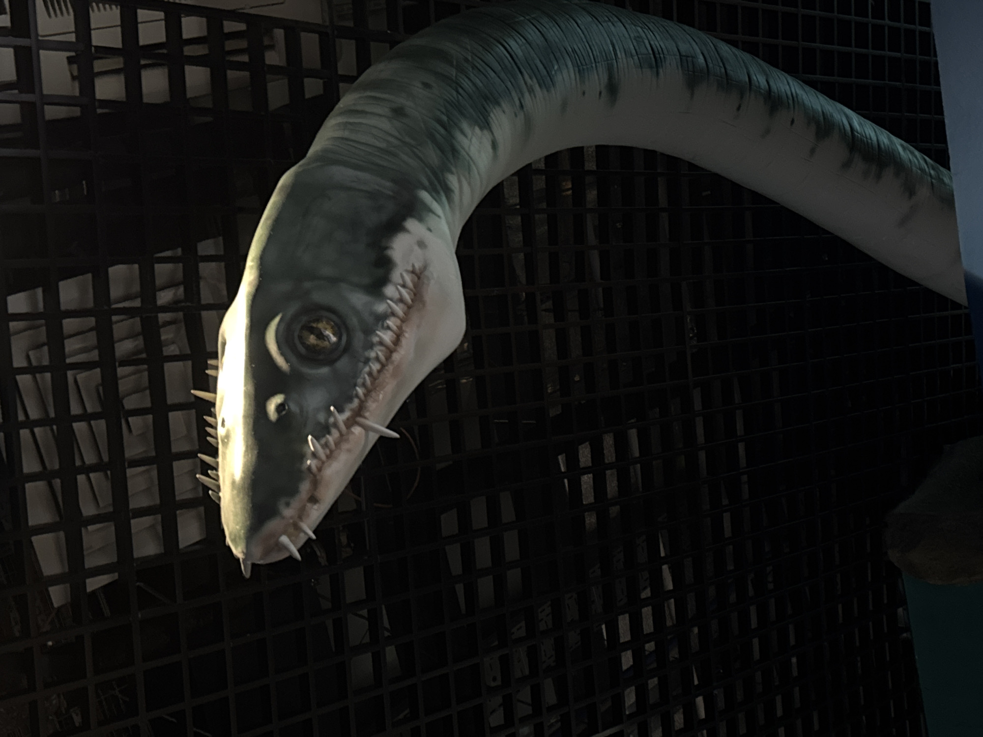 An artificial prehistoric marine reptile, likely a mosasaur, hangs from a dark, grid-like ceiling structure. The creature's head is prominently displayed, featuring sharp teeth, a reptilian eye with a yellowish iris, and a long, segmented neck that extends out of frame. The creature is predominantly gray and green with darker markings. The background consists of a black, textured ceiling with a grid pattern, suggesting an indoor environment such as a museum or aquarium. No people are visible in the image. There is a hint of a blue surface at the very bottom of the frame, possibly a display or part of the environment. The lighting is dim, with some light illuminating the creature's head. No information regarding the city of Vladivostok, Russia can be inferred from the image.