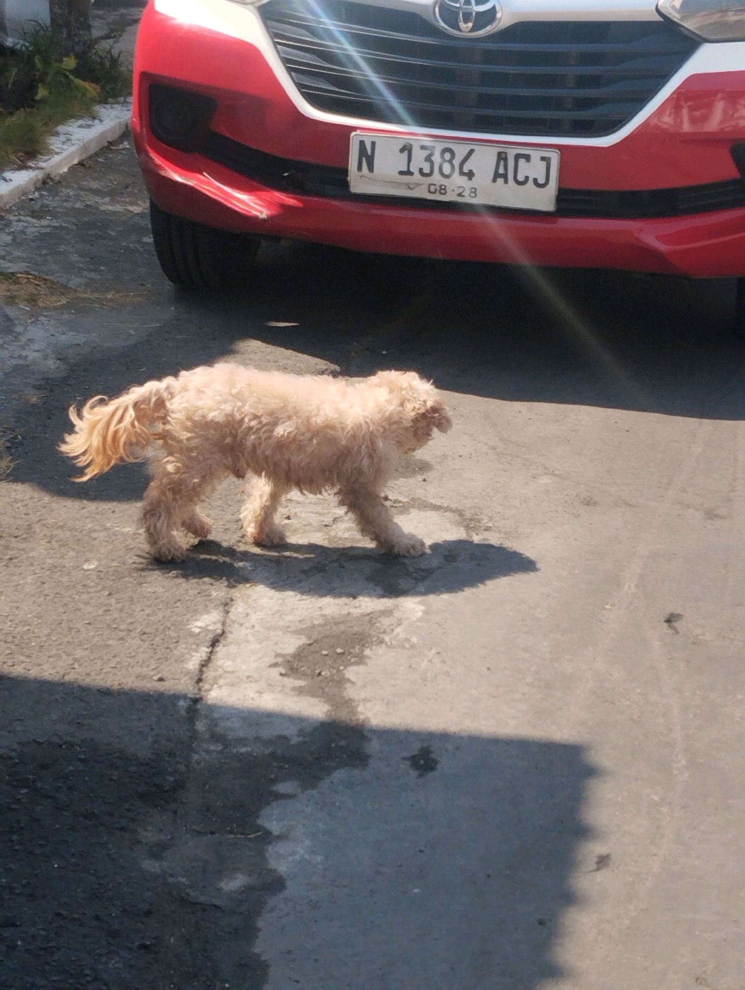 A light-colored, medium-sized dog with curly fur walks on a cracked asphalt surface in the foreground. The dog is facing right and appears to be sniffing the ground. In the background, the front of a red car is visible, with a license plate that reads "N 1384 ACJ 08-28". The car's bumper is slightly damaged. The scene is outdoors, with sunlight casting shadows on the ground. The environment appears to be a street or parking area, possibly in the city of Malang, Indonesia, given the Indonesian license plate format.