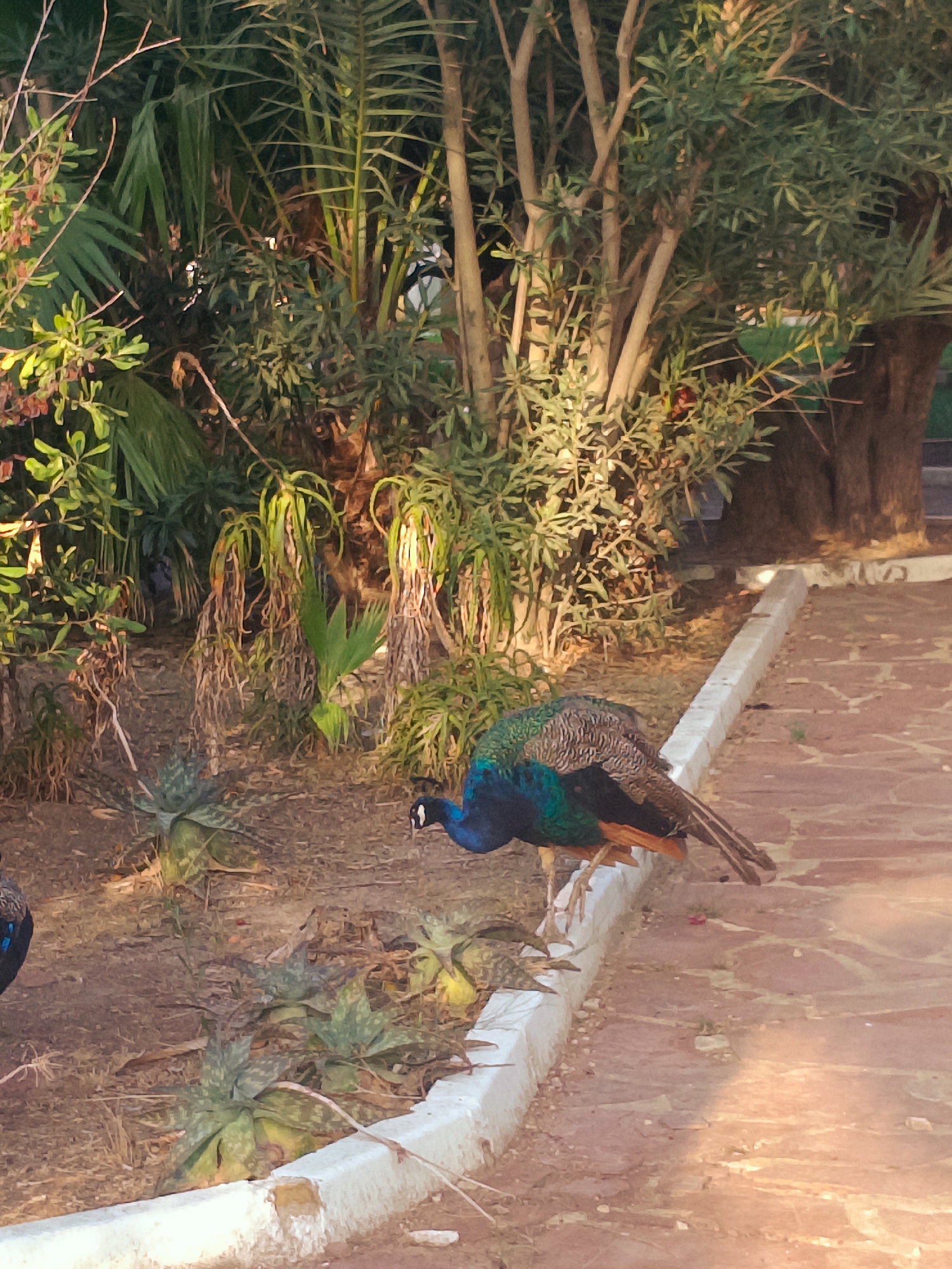 A peacock is shown walking on a stone pathway next to a white curb. It is looking down and to its left. The peacock is primarily blue and green, with brown and orange tail feathers. Behind the peacock is a dense area of green foliage, including palm trees and shrubs. The ground is covered in dirt and small plants. The pathway is made of reddish-brown stones. The lighting suggests it is daytime.