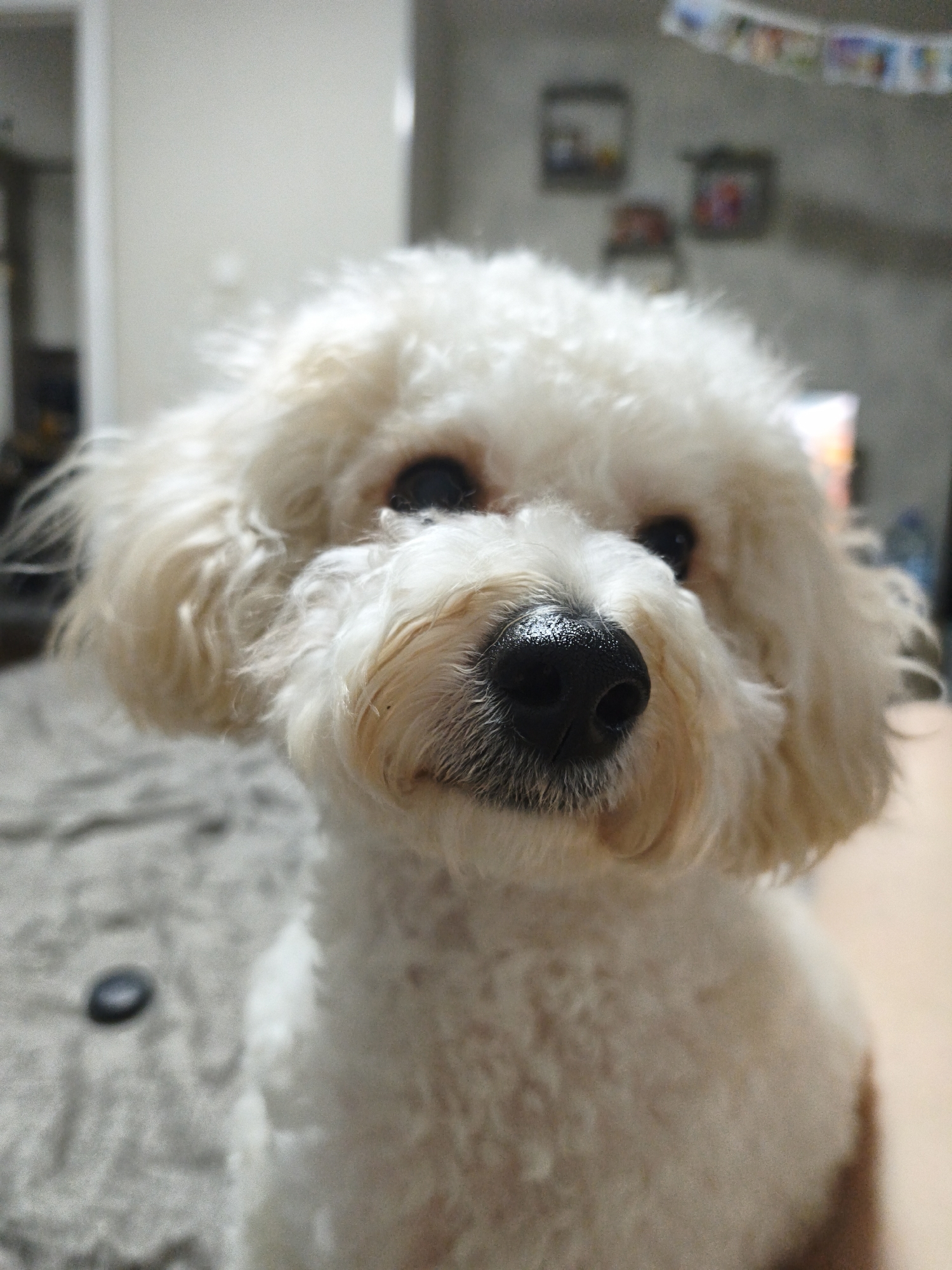 A close-up shot features a white or cream-colored poodle with a black nose. The dog's face is centered in the frame, showing its dark eyes and curly fur. The background is blurred, but there are hints of a room interior, including a gray textured surface, possibly a blanket or couch, and blurry images of decorations or pictures on the wall. The scene appears to be indoors, likely a home. There is no indication or suggestion in this image that this scene takes place in the city of Chaikovsky, Russia.