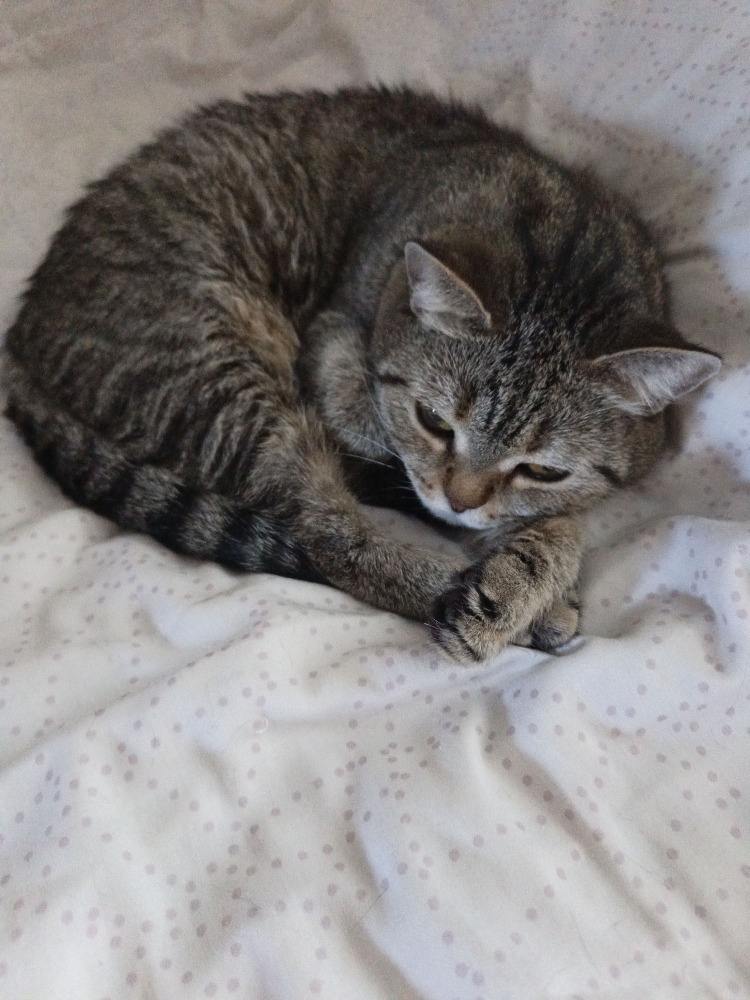 An adult domestic shorthair cat with tabby markings is curled up on a patterned white blanket. The cat's fur is primarily gray and brown, with distinct dark stripes. Its eyes are partially closed and appear to be a yellowish-green color. The cat's paws are tucked underneath its body. The blanket has a repeating pattern of small, light pink or purple dots. The image appears to be taken indoors, with soft, diffused lighting. There are no people or other animals visible in the image. The location in the city of Novokuznetsk, Russia, is not discernible from the visual information provided in the image.