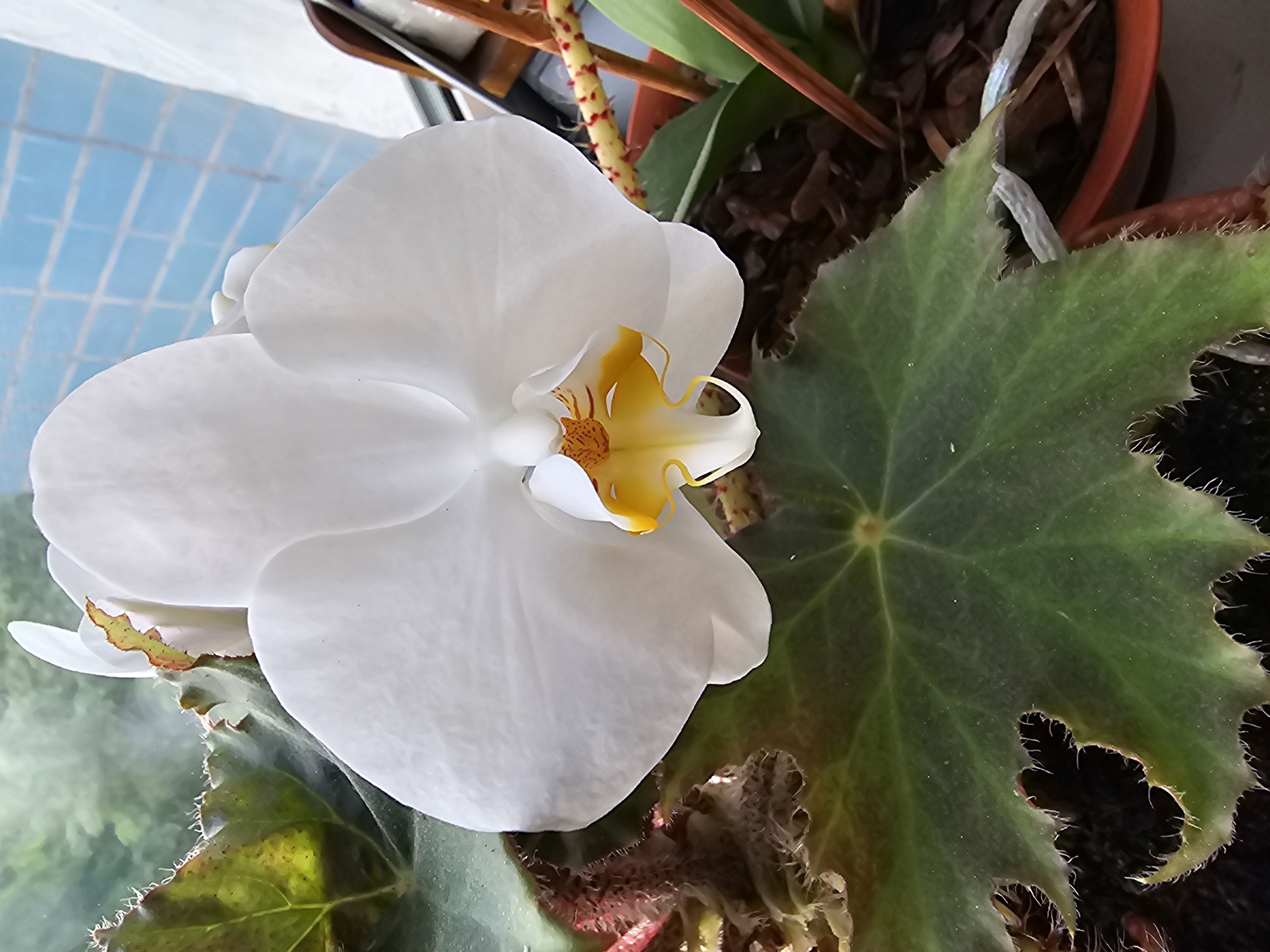 An extreme close-up shot focuses on a white orchid in bloom, its petals delicately unfurling. The orchid's center is adorned with vibrant yellow and orange markings. To the left, a large, serrated green leaf with visible veins is partially in view, its edges appearing slightly worn and tinged with brown. In the background, out-of-focus elements suggest an indoor setting with a blue-tiled wall and possibly a window with diffused light. The overall impression is of a well-maintained indoor plant display. There is no indication of the city of Khimki, Russia, or any specific location within a city.