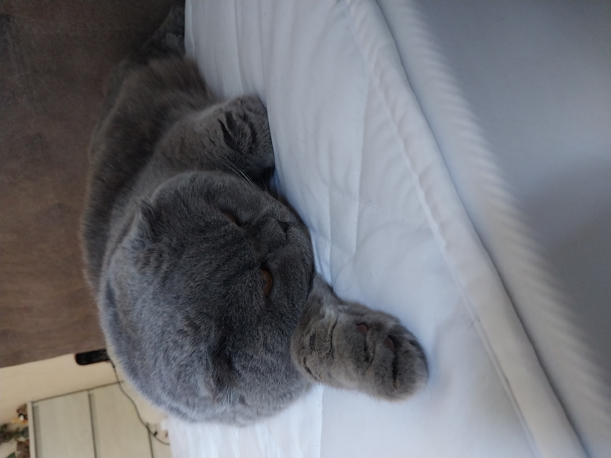 A grey Scottish Fold cat with orange eyes is sleeping on a white quilted surface. The cat is lying on its side, with its head resting on its paw. The background is blurred and shows a brown upholstered surface and some furniture. The image is taken indoors, likely in a residential setting. The location in the city of Dnipro, Ukraine is not discernible from the image.