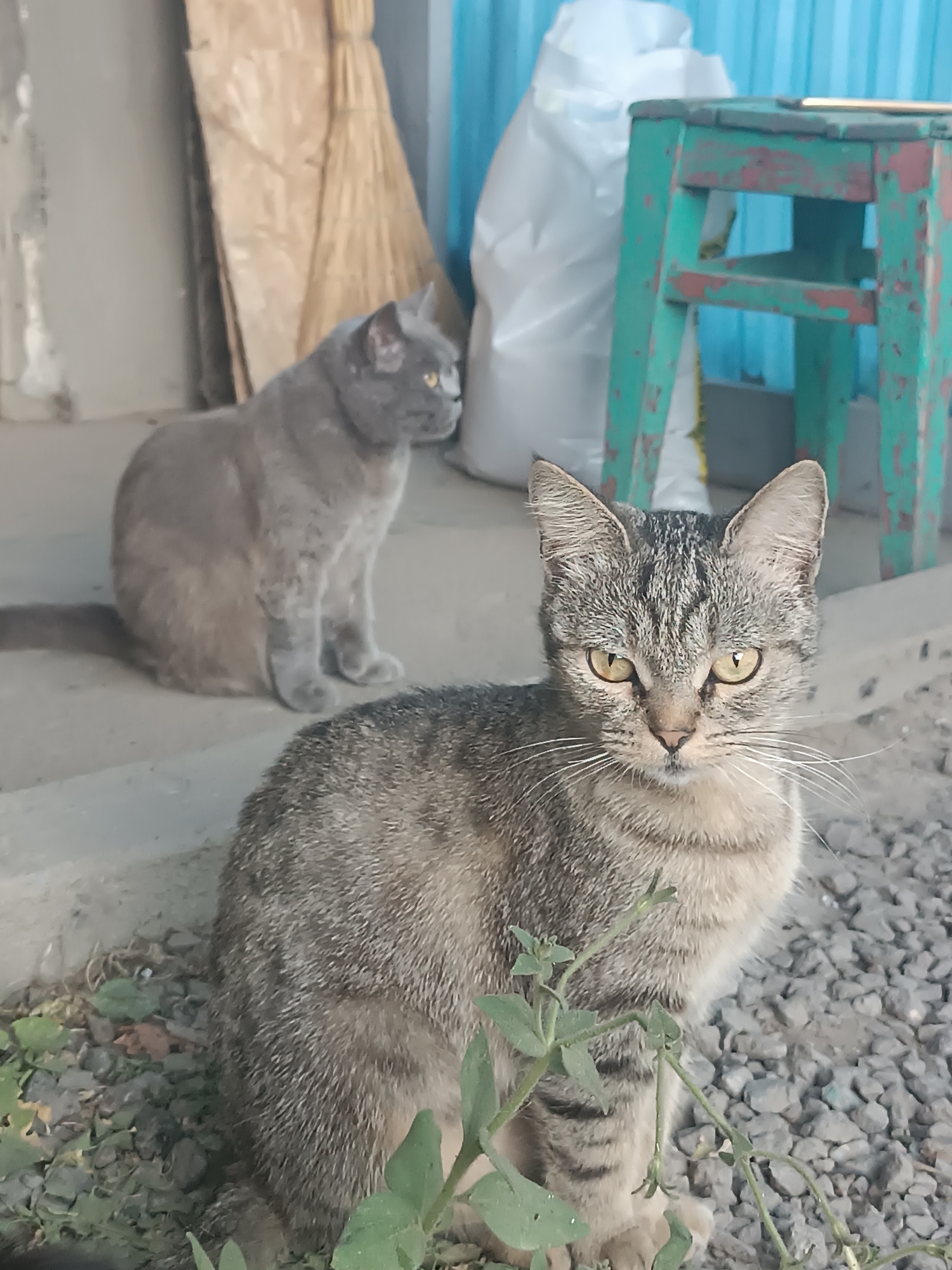 Two cats are in an outdoor area in Vypasne, Ukraine. In the foreground, a tabby cat with green eyes is sitting on a gravel surface, facing the camera. Behind it, a grey cat is sitting on a concrete surface and looking to the right. In the background, there is a light-colored bag, a green and red stool, and a light blue wall.