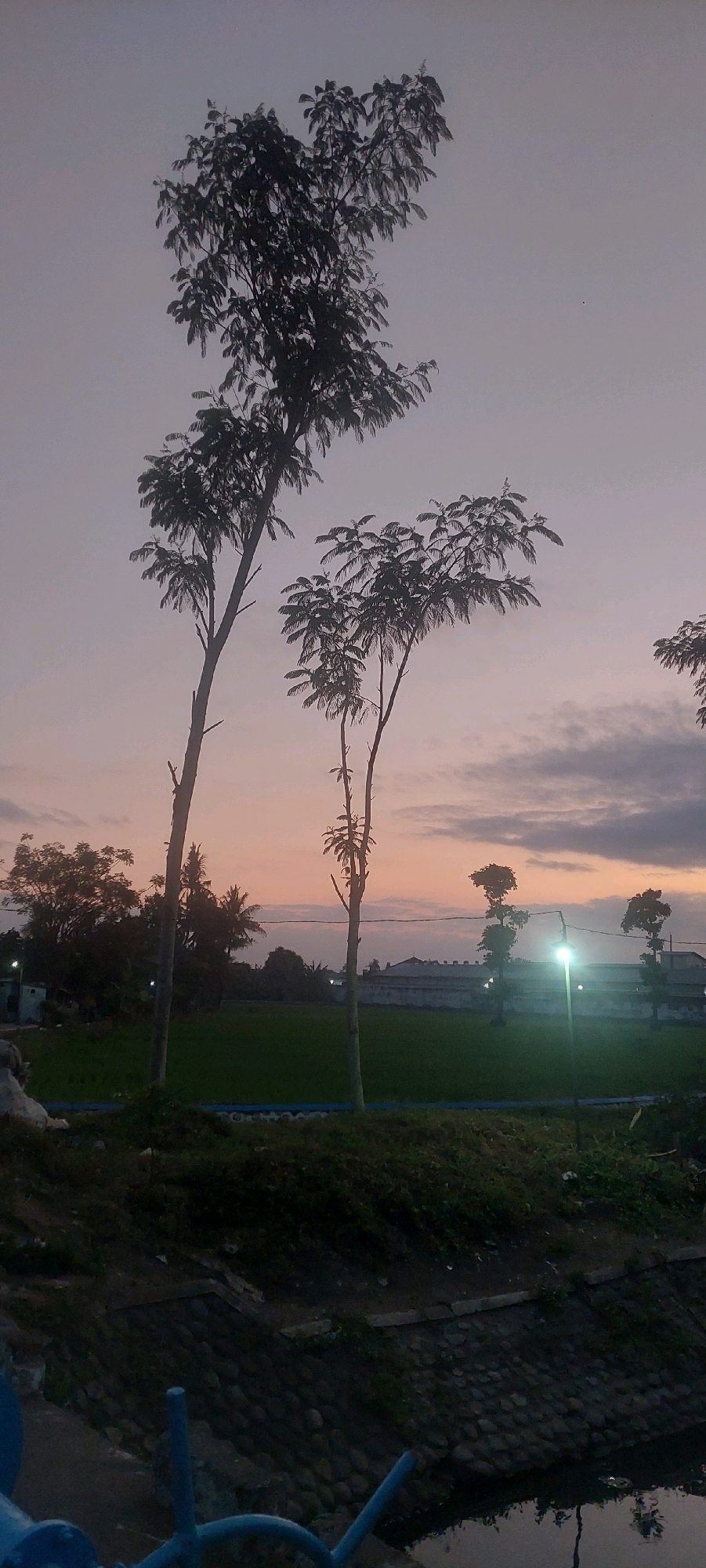 The image depicts a twilight scene in the city of Jogoyudan, Indonesia. Silhouetted against a gradient sky, ranging from pale yellow to soft purple, are several tall, slender trees with sparse foliage. In the mid-ground, a field of green crops, likely rice paddies, stretches horizontally across the landscape. Beyond the field, a low-lying building with a white facade is visible, illuminated by a bright streetlamp positioned in front of it. To the left of the building, a cluster of dark trees, possibly palm trees, can be seen. The foreground is dominated by a dark, grassy embankment with a stone-lined channel or drain running alongside it. Some blue metal structures, possibly part of a water system, are visible at the bottom of the frame. The overall atmosphere is serene and quiet, suggesting the end of the day.
