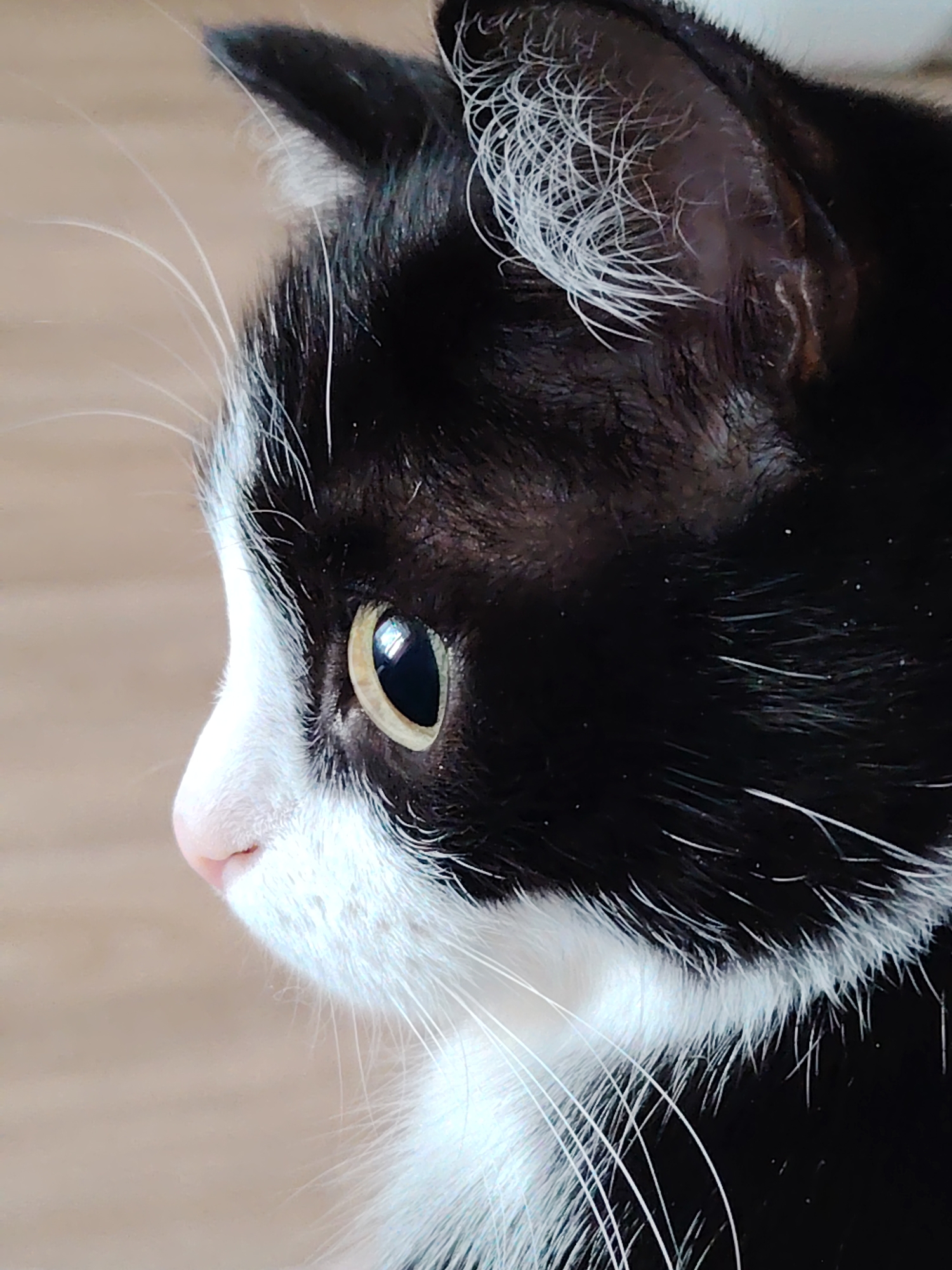 Close-up, profile view of a black and white cat. The cat's face is predominantly white, with a pink nose and long white whiskers. The fur around its eye and on top of its head is black. The cat's eye is visible, with a black pupil and a yellowish iris. The background appears to be a blurred, light-colored surface. Location: Unknown, Unknown.