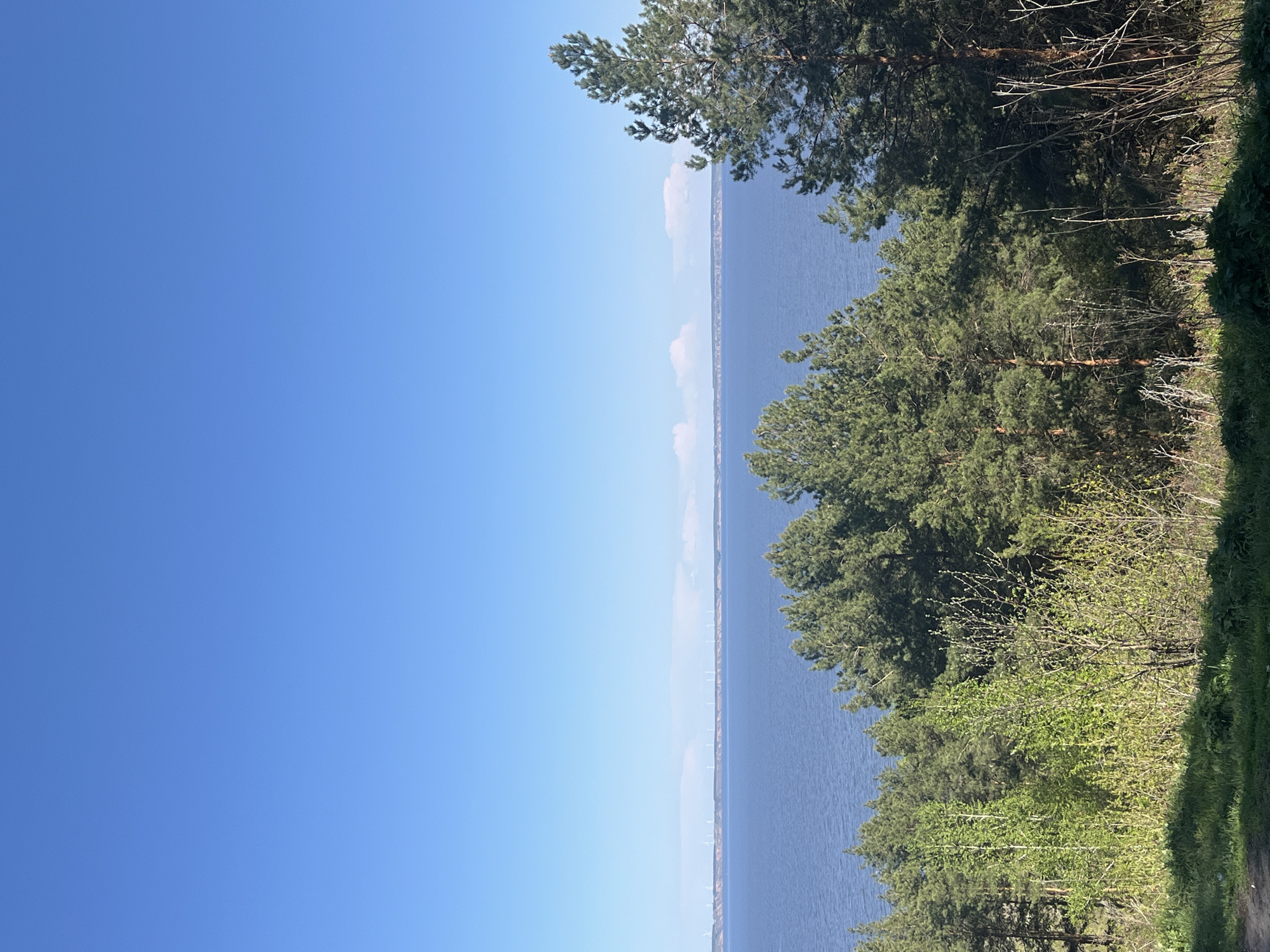 The image presents a view of the Volga River from a vantage point in Ulyanovsk, Russia. The left side of the frame is dominated by a clear, light-blue sky. In the center of the frame is the Volga River, appearing as a narrow band of dark blue water stretching into the distance. Along the horizon line on the far side of the river, faint outlines of wind turbines are visible. The right side of the image features a dense collection of trees, including pines and other deciduous species. Their foliage ranges from dark green to lighter, spring-like shades. A small section of grassy embankment can be seen at the bottom right corner, providing a sense of perspective from the viewpoint on the riverbank.