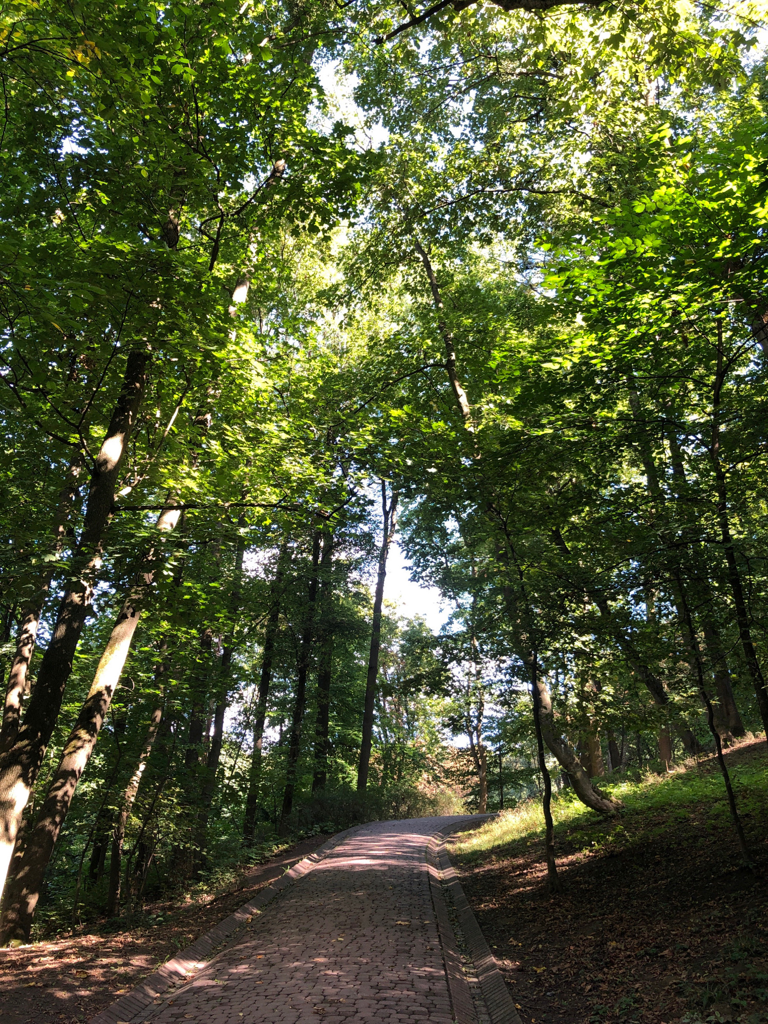 The image shows a paved pathway winding through a lush forest in Lviv, Ukraine. Tall trees with dense green foliage canopy overhead, dappling the path with sunlight and shadow. The pathway appears to be made of reddish-brown bricks or pavers, with a slightly raised border on the left side. The forest floor is covered in fallen leaves and some grass. The overall impression is one of a serene and natural park setting within the city.
