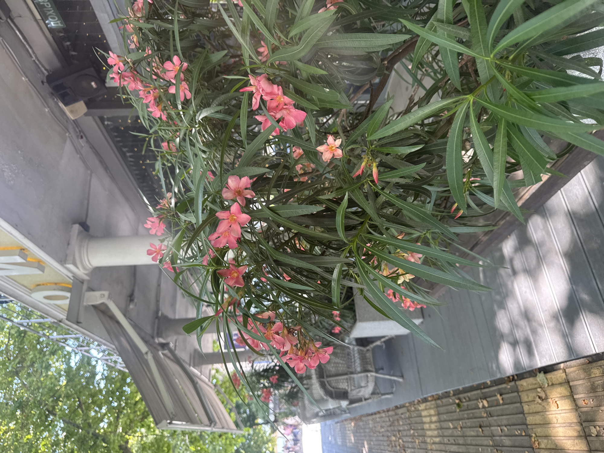 A plant with clusters of pink flowers and long green leaves is in the foreground, partially obscuring a grey outdoor seating area with wicker chairs. Beyond the seating area, a sidewalk with square paving stones is visible, and further in the distance, a blurred scene of people walking. Above the seating area, an awning extends from a building with pillars and signage. The scene appears to be outdoors on a sunny day. The signage on the building is partially visible and may be in Russian, suggesting a location in Russia, possibly in the city of Otradnoe based on the prompt. The overall atmosphere is one of an outdoor cafe or public seating area.