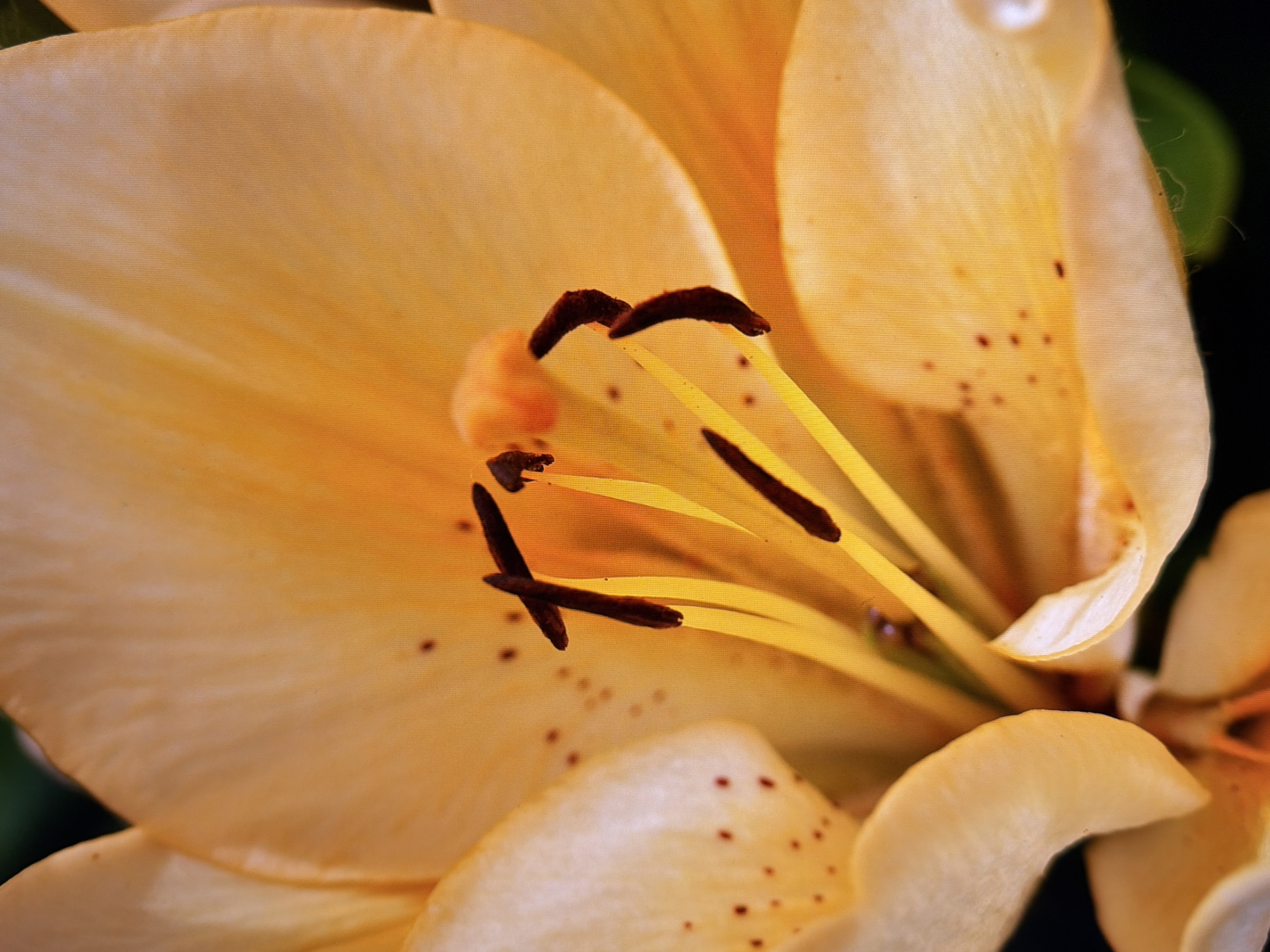 A close-up, detailed macro photograph captures the stamen and petals of an orange lily. The stamens, tipped with dark anthers, are prominent, with bright yellow filaments extending upwards. The delicate, velvety texture of the orange petals is visible, adorned with small, dark reddish-brown spots. The background is softly blurred, with hints of green suggesting foliage. The lighting highlights the natural beauty and intricate details of the flower. There is no information in the image to indicate its location in Kyiv, Ukraine.