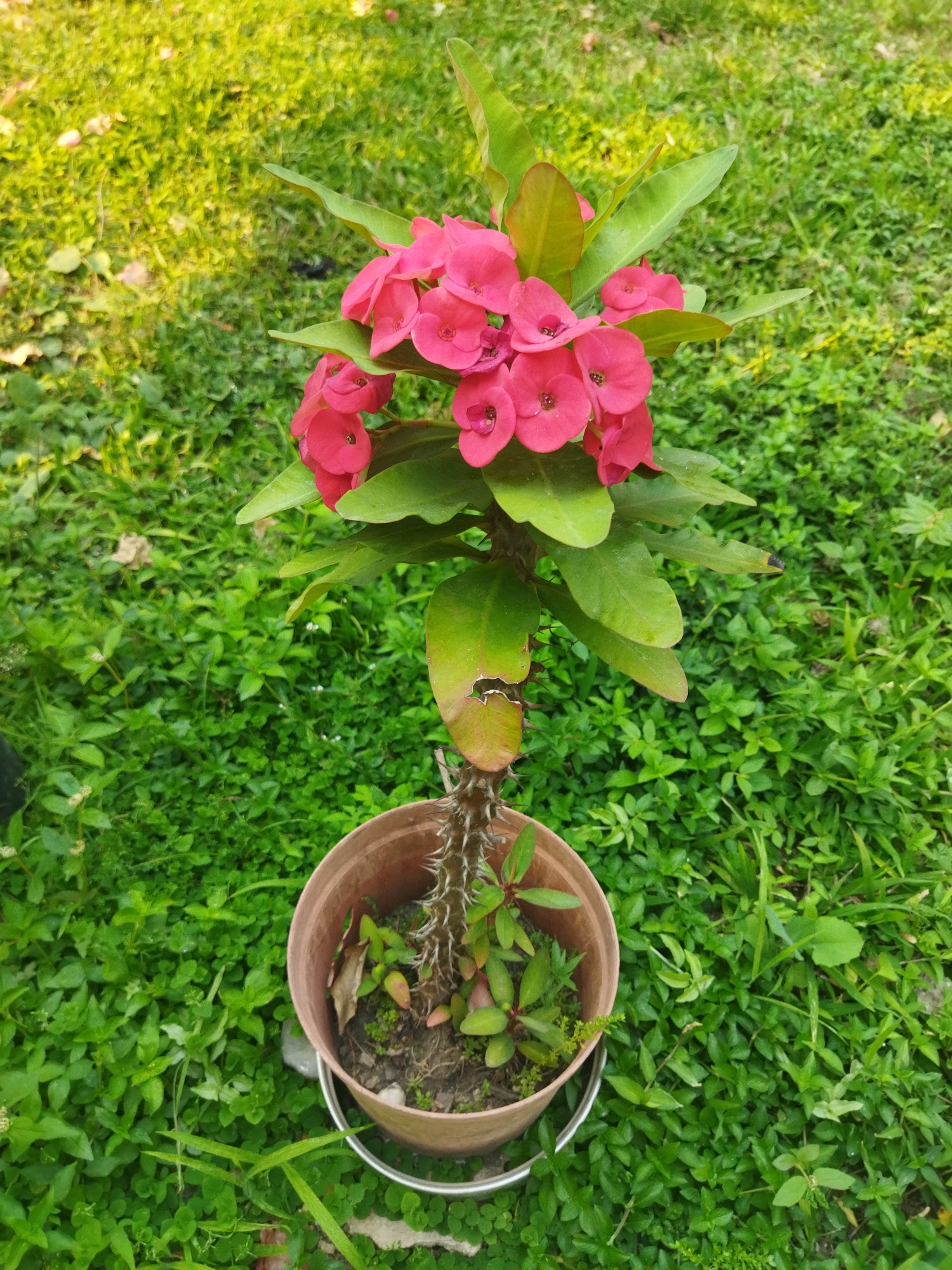 The image depicts a potted Crown of Thorns (Euphorbia milii) plant positioned outdoors in Tinaquillo, Venezuela. The plant features a prominent thorny brown stem, green ovate leaves, and clusters of small, five-petaled, bright pink flowers with darker centers located at the top. It is housed in a light brown, cylindrical plastic pot containing soil, small green groundcover plants, and some dried organic material. The pot rests inside a partially visible silver-colored metallic stand or bucket. The background consists of a dense, vibrant green lawn composed of various grasses and low-lying green plants, illuminated by natural light, with a warmer, yellowish glow evident in the upper left portion of the scene. No individuals are present.