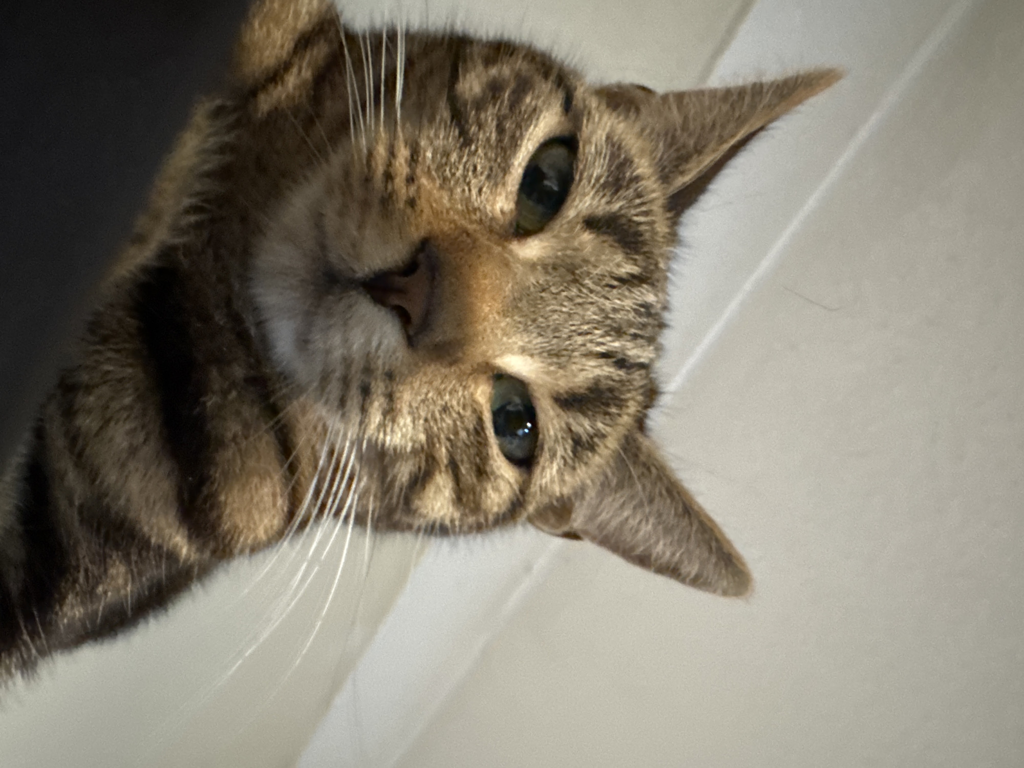 A tabby cat is positioned at the top of the frame, looking down. The cat has brown and black stripes, green eyes, and white whiskers. The background appears to be a wall, split into two sections by a line that could be a molding or edge. The top section of the wall is darker, while the lower section is lighter. The image is taken at an angle. The location is not discernible as being in Desborough, United Kingdom, as there are no visible elements to confirm this.