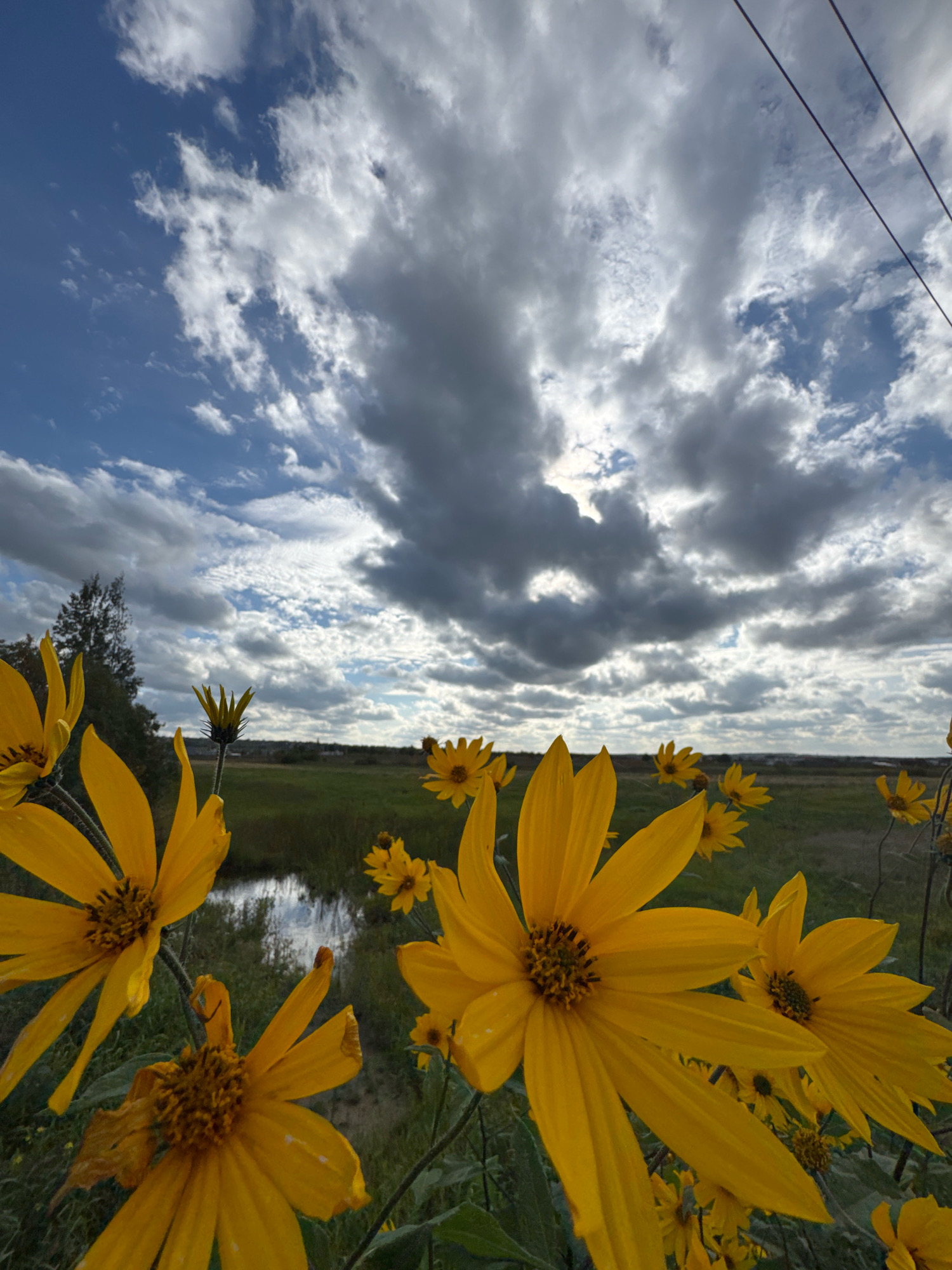 A low-angle shot captures bright yellow flowers in the foreground, their petals reaching towards a dynamic sky. Dark, textured clouds dominate the upper portion of the frame, interspersed with patches of blue sky. A thin, dark line, possibly a utility wire, runs diagonally across the upper right corner. The middle ground reveals a lush green field with a reflective body of water. In the distance, a line of trees and a faint hint of buildings suggest a rural or suburban edge. The overall scene is one of natural beauty under a dramatic sky. The location is specified as Oliki, Russia.