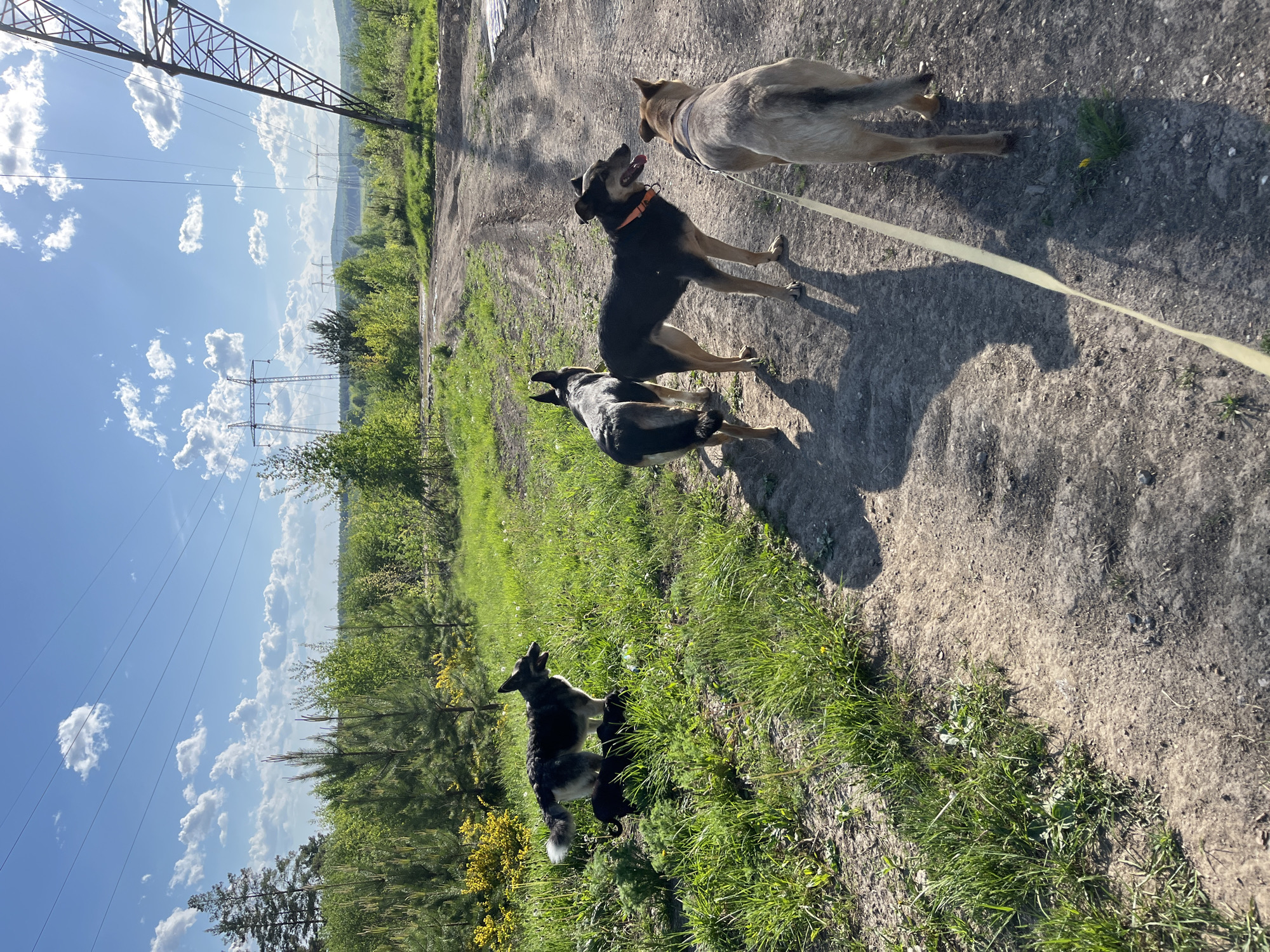 The image shows three dogs on a dirt path next to a grassy area with trees and power lines. The sky is blue with scattered clouds. The dogs appear to be on a leash. The location is near Nizhny Tagil, Russia.
