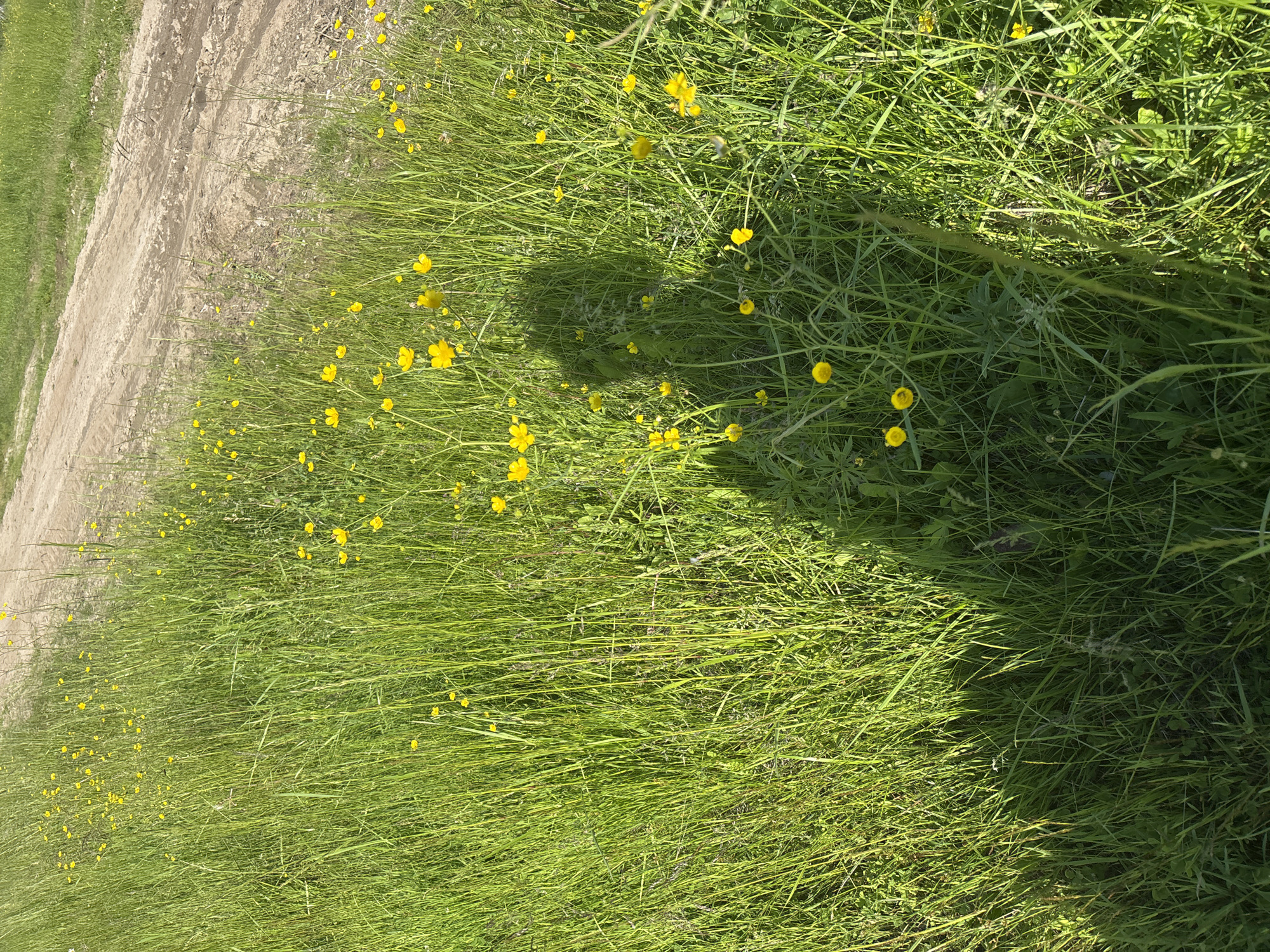 A high-angle, eye-level outdoor shot captures a sunlit field of tall green grass dotted with numerous small yellow wildflowers. A dirt road with tire tracks cuts diagonally across the upper right quadrant of the image. A large, indistinct shadow of a person, presumably the photographer, is cast across the grass in the lower center and right portions of the frame, obscuring some of the flowers and vegetation. The overall scene suggests a rural or undeveloped area within the city of Kurgan, Russia, possibly a field or roadside verge.
