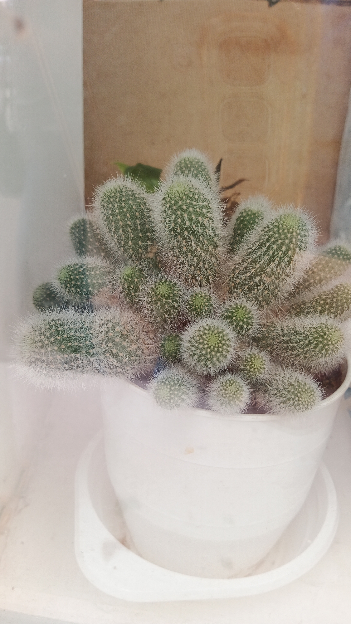A close-up, vertical shot shows a white pot containing a cluster of fuzzy green cacti. The cacti are of varying sizes, with some being small and round, while others are longer and more elongated. They are covered in dense, white, hair-like spines. The pot sits on a white saucer. In the background, a beige surface with some indistinct markings is visible, and to the left, a white, reflective surface creates a blurred edge. The scene appears to be indoors, possibly on a windowsill or shelf. The lighting is soft and diffused, giving the image a slightly hazy appearance. There are no people or animals present in the image, and no specific action is depicted. The location in Kryvyi Rih, Ukraine, cannot be determined from the visual information provided.