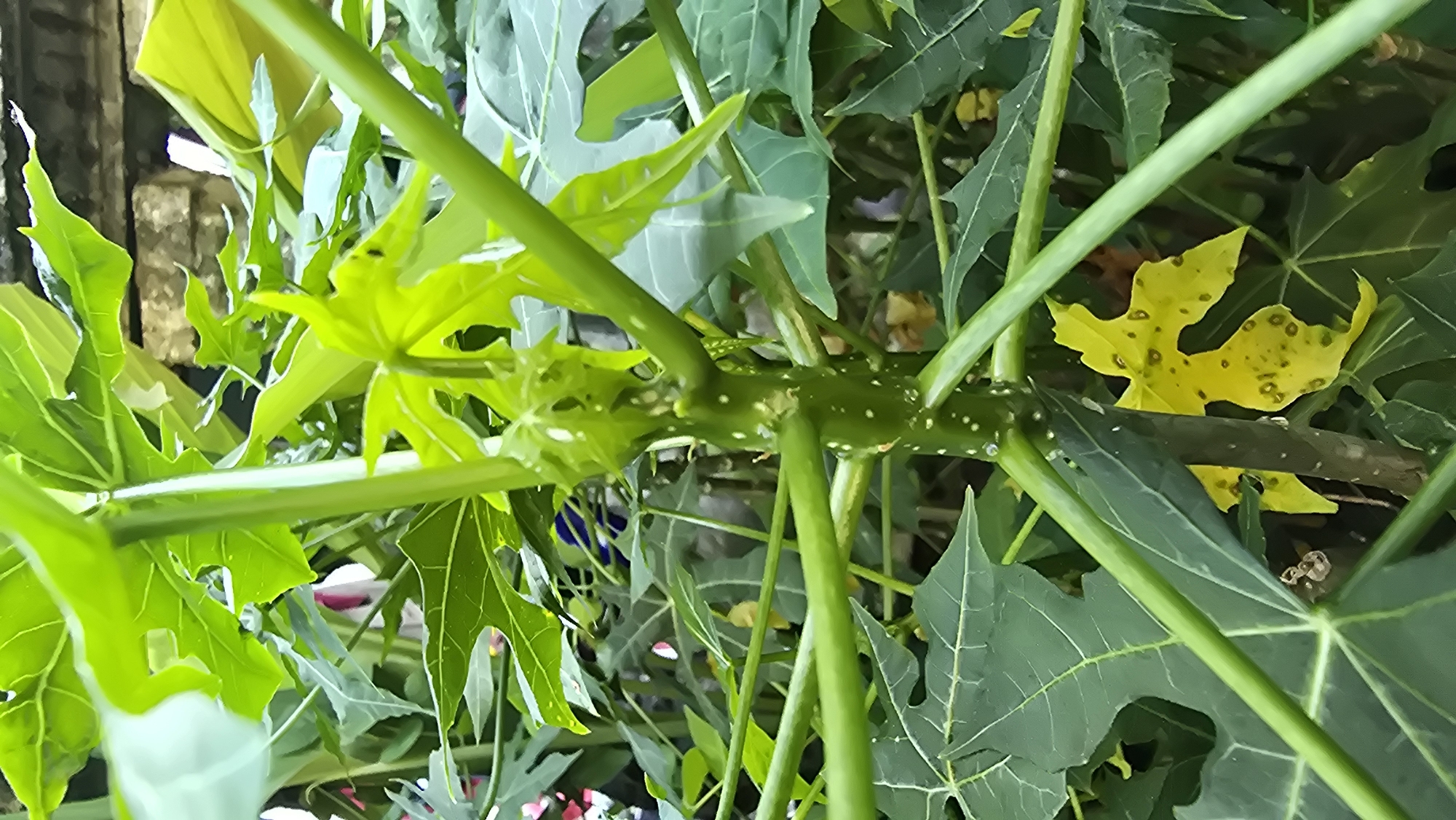 The image depicts lush vegetation, likely in Banjarangkan, Indonesia. Dominating the frame are the leaves and stems of what appears to be a papaya plant. The leaves exhibit varying shades of green, with one yellowing leaf visible, possibly indicating disease or nutrient deficiency. The stems are green and dotted with small, white projections. In the background, there is a glimpse of a structure, possibly a wall constructed from rough stones. The composition is dense and close-up, creating an immersive sense of the plant's environment.