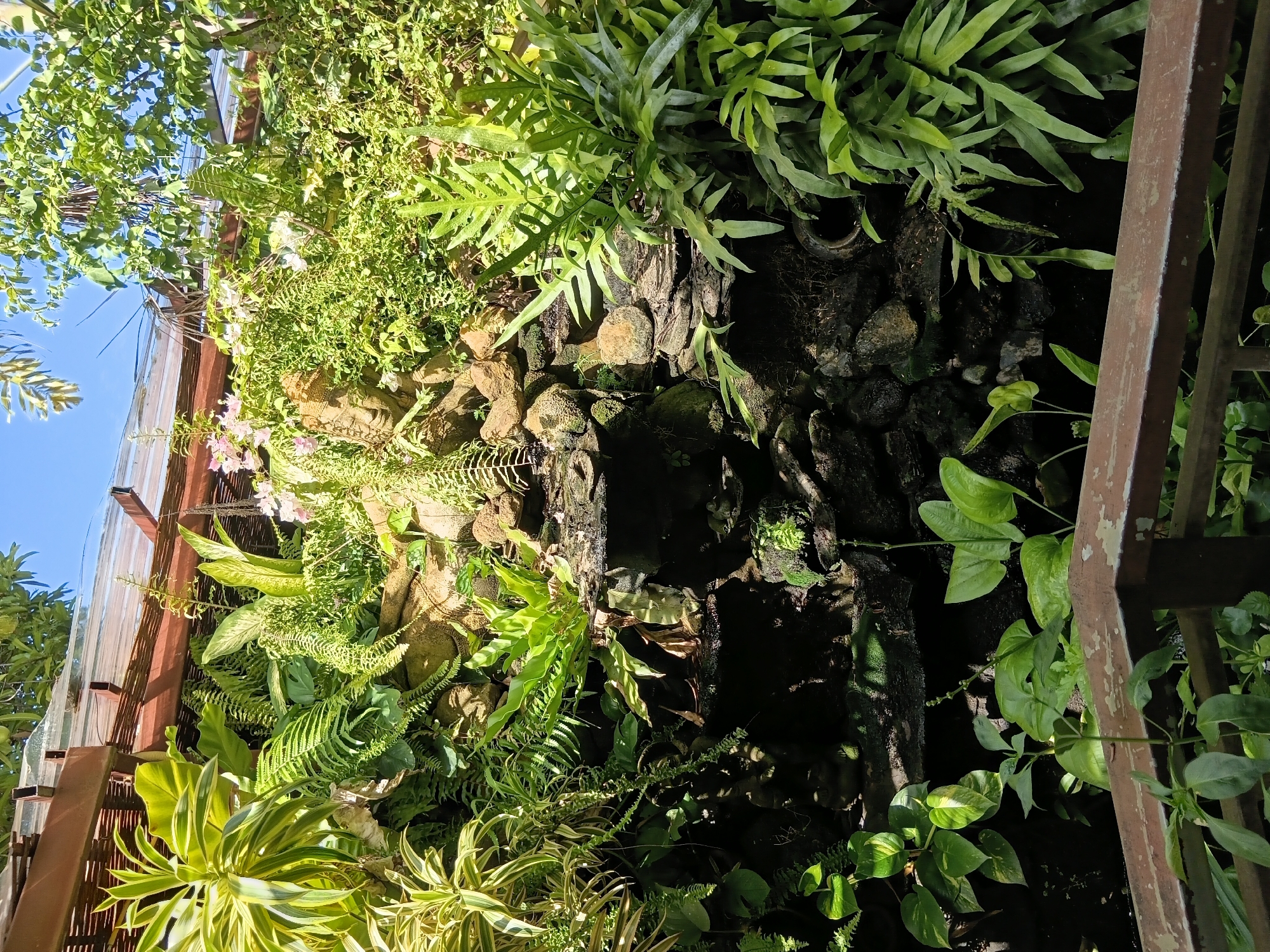 In Baan Lamai, Thailand, a dense, lush green environment is captured, featuring a rich variety of plants and vegetation. The scene is dominated by an assortment of ferns, broad-leafed plants, and trailing vines, creating a vibrant jungle-like atmosphere. Among the foliage, a carved stone face, possibly a statue or part of an architectural element, is visible, peeking out from the greenery. The background suggests an outdoor setting, with sunlight filtering through the leaves and casting shadows. A wooden railing in the foreground indicates a walkway or viewing area, implying this is a designed landscape, perhaps a garden or a park. The overall impression is one of natural beauty and tranquility.