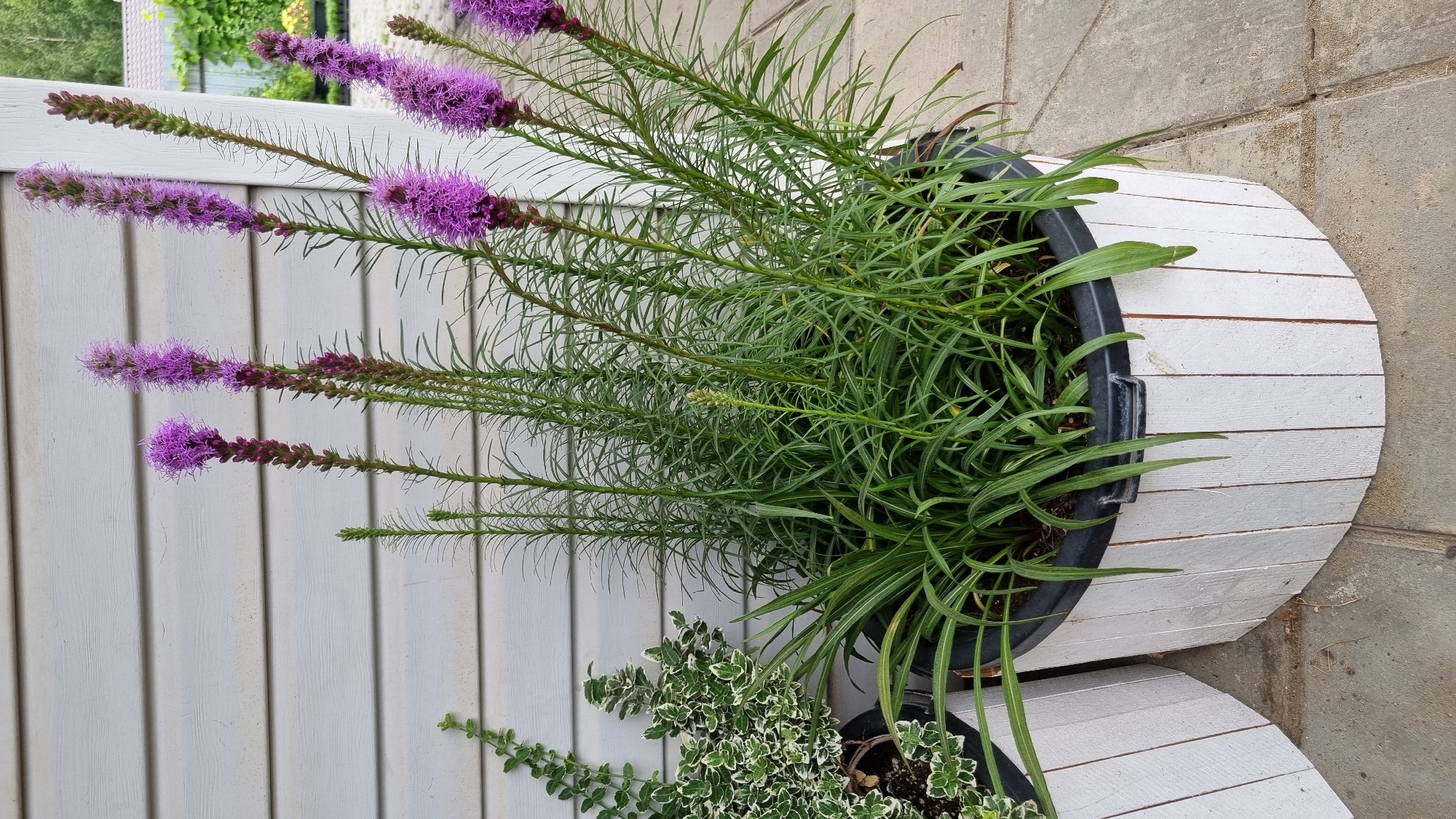 The image shows a close-up of potted plants in front of a light-colored, horizontally paneled building. The main focus is on several tall plants with spiky purple flowers, identified as Liatris. These plants are in a large, white wooden planter with vertical slats. To the left of the Liatris, there is another planter containing a variegated green and white leafy plant, possibly a Euonymus, and some thin, grass-like foliage at the base. The planters are situated on a paved surface. The background includes a partial view of another planter and a hint of greenery beyond the building, suggesting an outdoor setting. The scene does not depict any people or specific actions. The location is identified as the city of Pokrov, Russia.