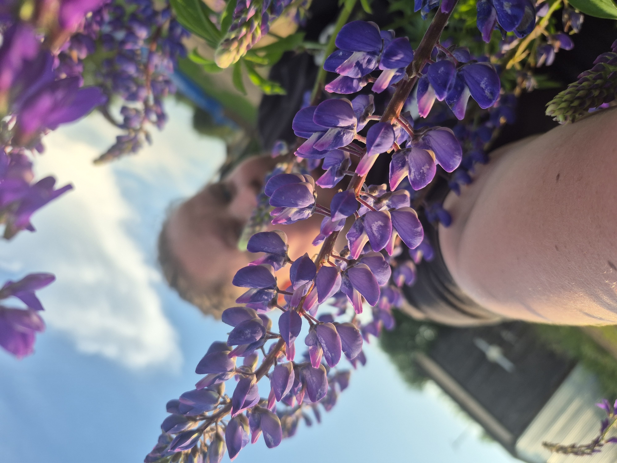 The image is an extreme close-up, low-angle shot of purple lupine flowers in the foreground. The flowers are out of focus in some areas, and in sharp focus in others, with the petals showing intricate detail and vibrant color. Behind the flowers, a person is visible, out of focus, their face partially obscured by the blooms. The person is wearing a dark top. To the left and bottom of the image, a wooden structure, possibly a shed or fence, is visible in the background, also out of focus. The sky above is blue with some white clouds, suggesting it is daytime. The scene appears to be outdoors. Based on the provided information, the location is identified as Дойная, Russia.