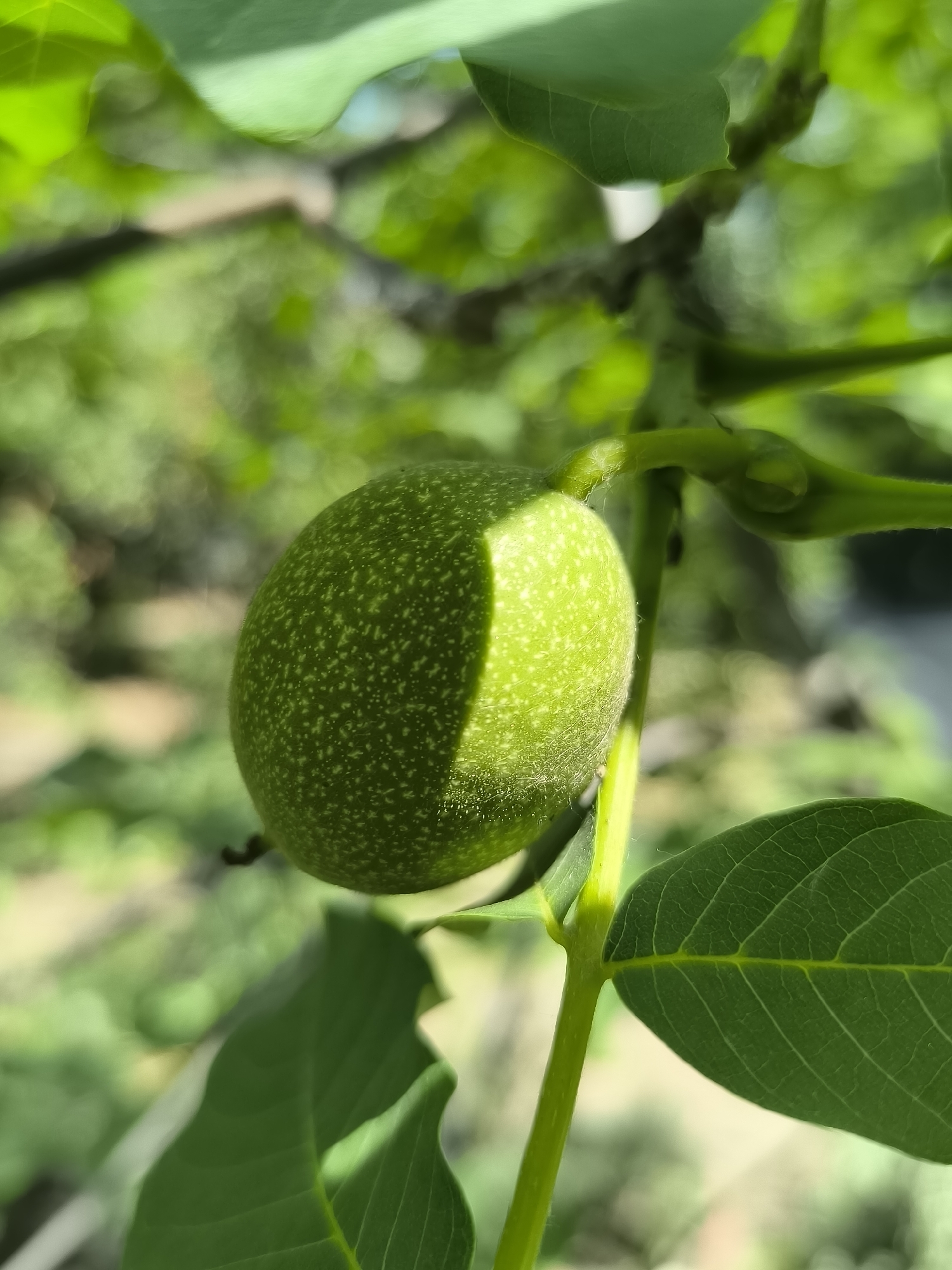 The image shows a close-up of a young, green walnut growing on a tree branch. The walnut is oval-shaped and covered in a fine, fuzzy texture. It is partially illuminated by sunlight, creating a shadow on one side. Several green leaves surround the walnut, with one prominent leaf in the foreground. The background is blurred, consisting of more green foliage and hints of sunlight filtering through. The setting appears to be a natural outdoor environment, likely a garden or park, given the presence of a tree with developing fruit. The bright lighting suggests it is daytime, possibly a sunny afternoon. There are no people or text visible in the image. The focus is entirely on the developing walnut and its surrounding leaves, highlighting the natural growth process. The overall impression is one of fresh, natural growth during a warm season.