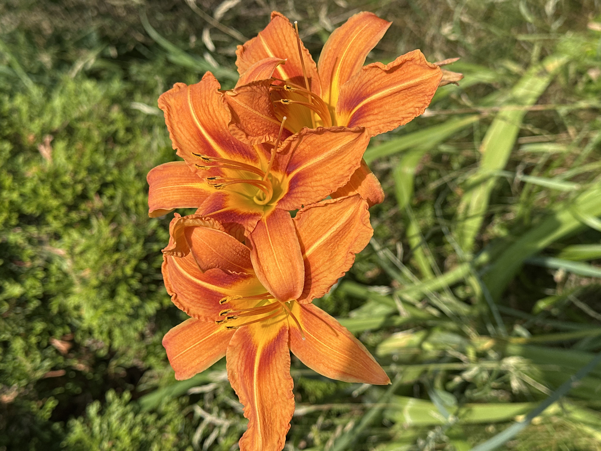 A close-up, eye-level, outdoor shot features a cluster of three bright orange daylily flowers in full bloom. The flowers are positioned in the foreground, with their six petals fanning out symmetrically. Each petal displays a gradient of color, starting with a vibrant orange at the tips and transitioning to a yellow-orange at the center, with a deep reddish-orange stripe running down its length. The stamens, tipped with dark anthers, are prominently visible within the blooms. The background consists of blurred green foliage, suggesting a garden or natural setting. The lighting appears to be natural sunlight, casting subtle shadows on the petals. This image was captured in Wisła, Poland.