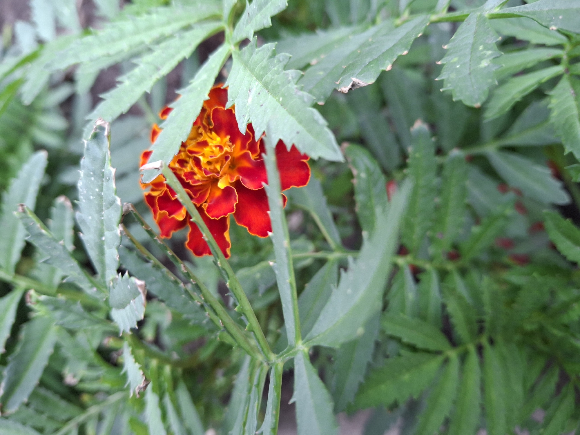 A close-up, eye-level shot focuses on a single, vibrant marigold flower peeking through lush green foliage. The flower exhibits a gradient of colors, from deep red on the outer petals to bright orange and yellow at its center, with a ruffled texture. The surrounding leaves are serrated and a dull green, some showing signs of browning at the edges. The background is blurred and dark, suggesting an outdoor environment, possibly a garden or park in Lipetsk, Russia. There are no people or discernible actions in the image.