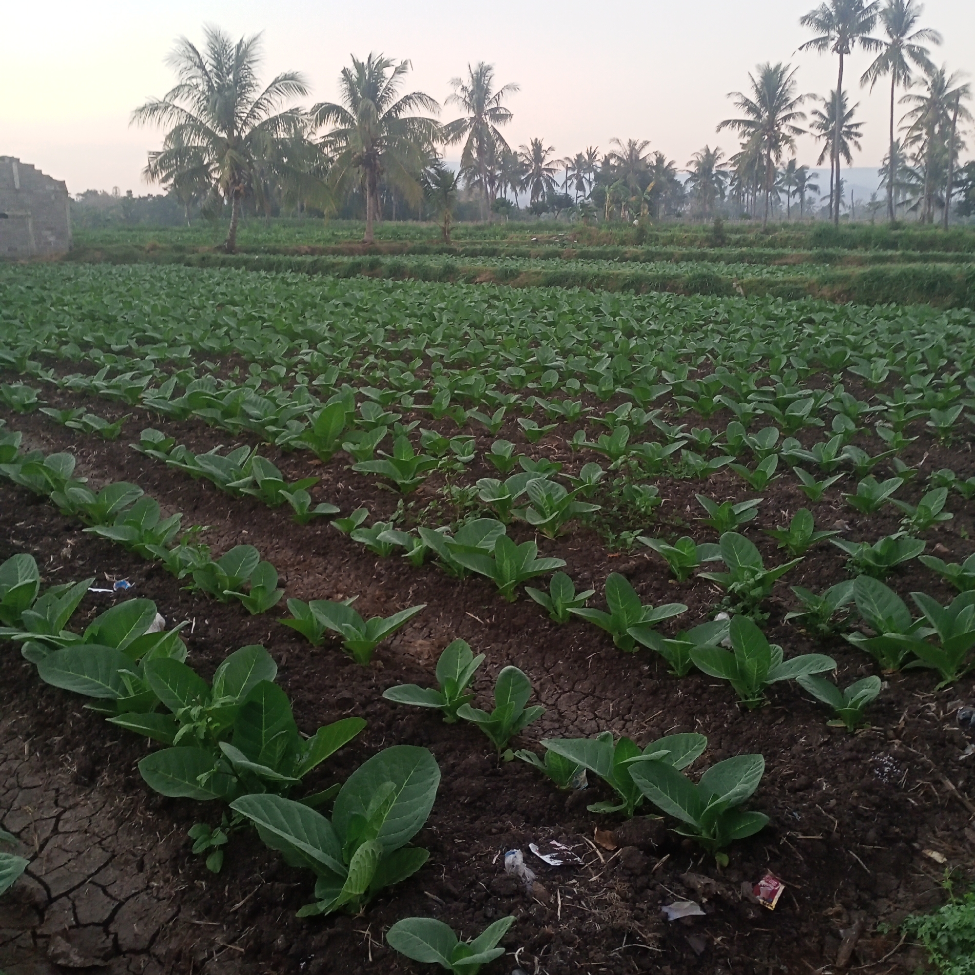 In the rural landscape of Ketowan, Indonesia, a vast field of young tobacco plants stretches across the frame, their green leaves unfurling against the dark, cracked soil. The plants are neatly arranged in rows, suggesting careful cultivation. In the background, a line of tall coconut trees stands sentinel, their fronds swaying gently against a pale sky, hinting at a tropical climate. To the left, a partially constructed building with concrete walls stands as a testament to ongoing development or abandoned plans. The scene is devoid of any human presence, focusing solely on the agricultural expanse and its natural surroundings.