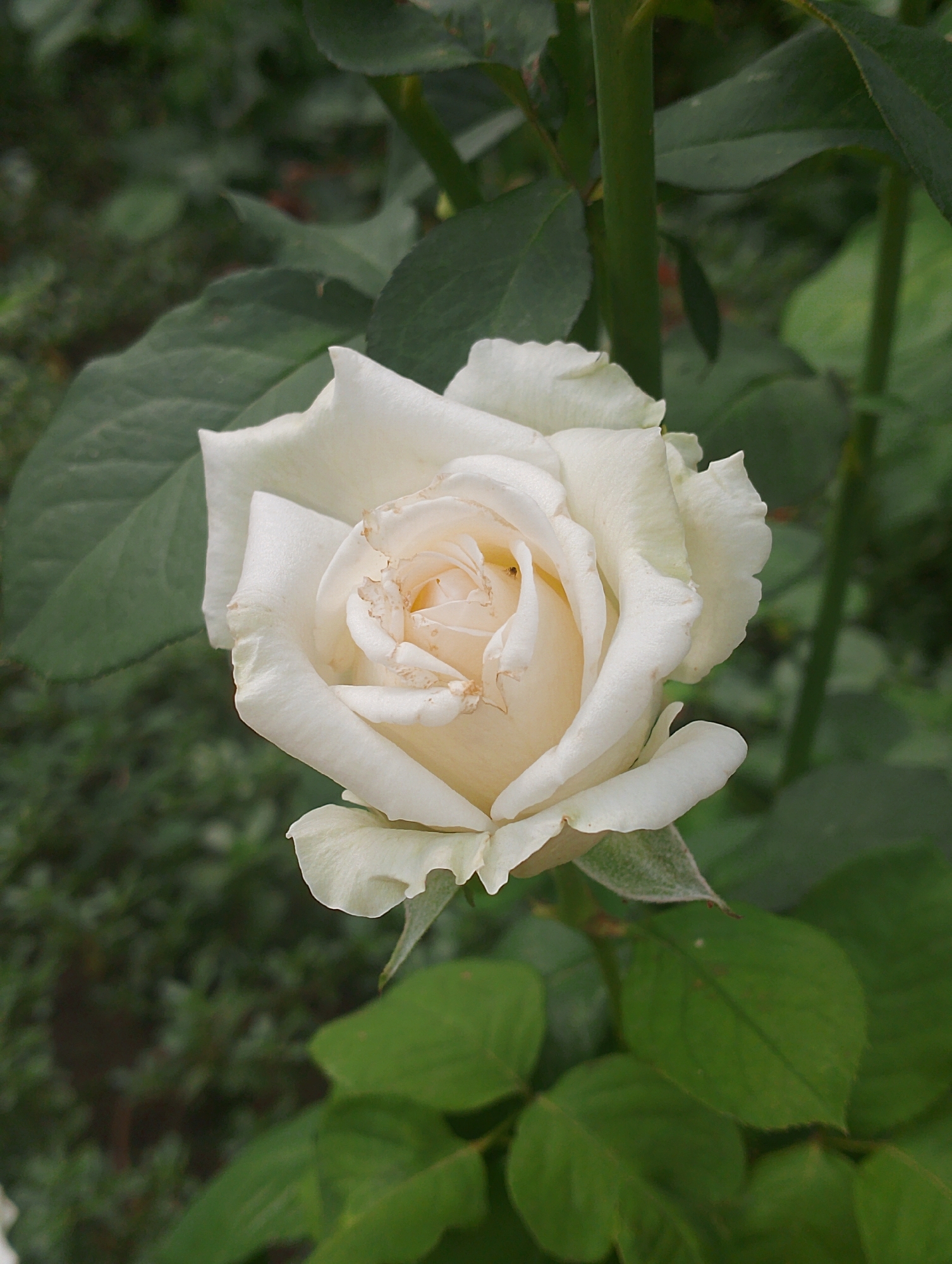 A close-up, vertical, medium shot captures a single, creamy white rose in full bloom, its petals unfurling towards the viewer. The rose is positioned slightly off-center, leaning towards the left. The background is a blur of dark green foliage, suggesting an outdoor garden setting. The rose exhibits some signs of age, with the edges of a few petals showing a slight browning. The lighting is soft, highlighting the delicate texture of the petals. No people are present in the image. The environment is that of a natural outdoor space, possibly a garden in Январцев ауылдық округі, Kazakhstan.