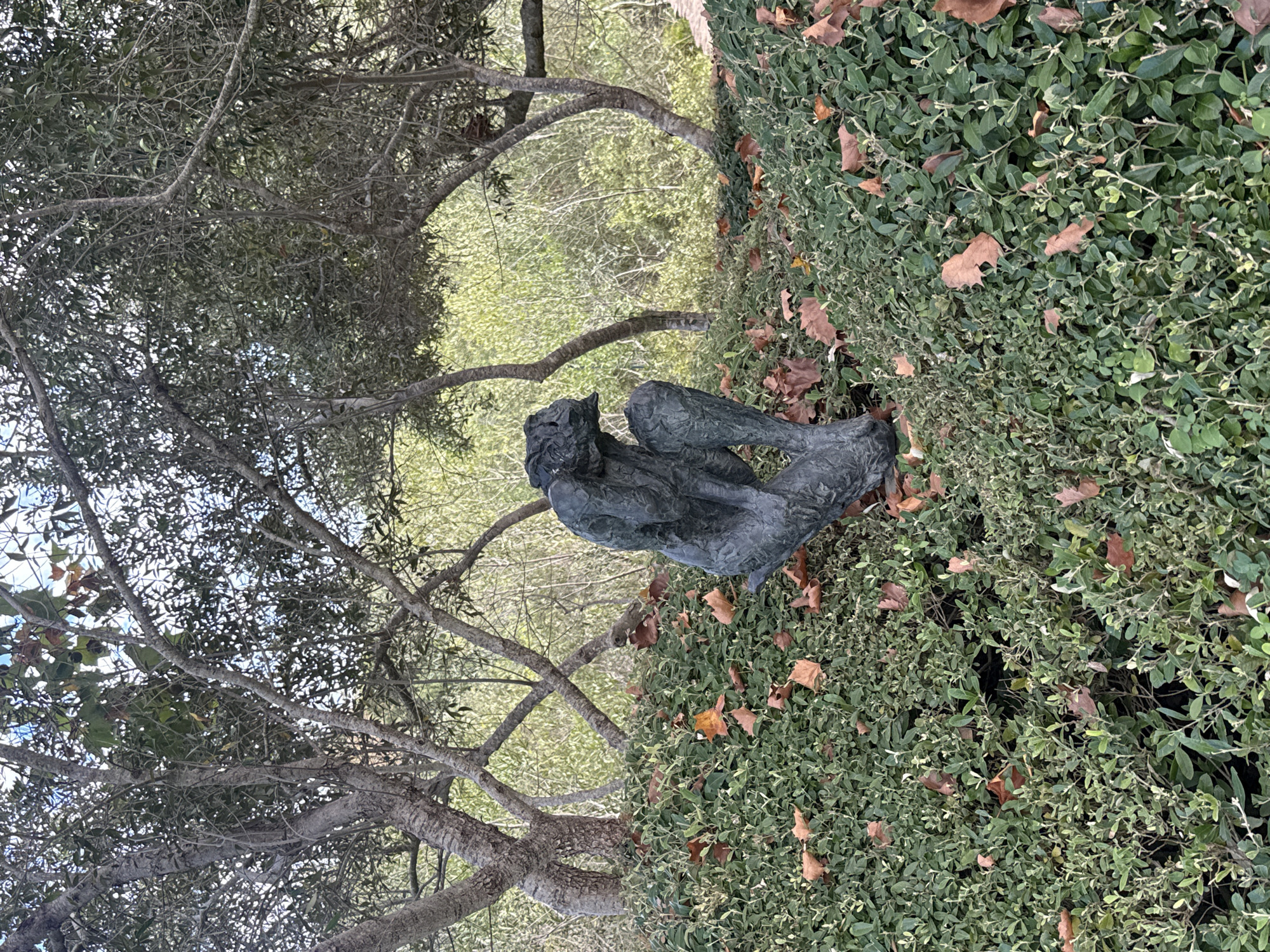 A medium shot shows a seated sculpture of a human figure in a garden. The sculpture is made of a dark, textured material, likely bronze or a similar metal, and appears to be contemplative. The sculpture is situated on top of green bushes, with scattered brown fallen leaves. A bare tree, with intertwined branches, frames the left side of the image and provides a partial canopy overhead. The background shows hints of greenery and foliage suggesting an outdoor, natural setting. This is possibly located in Stellenbosch Nu, South Africa. The scene has a peaceful, serene quality.