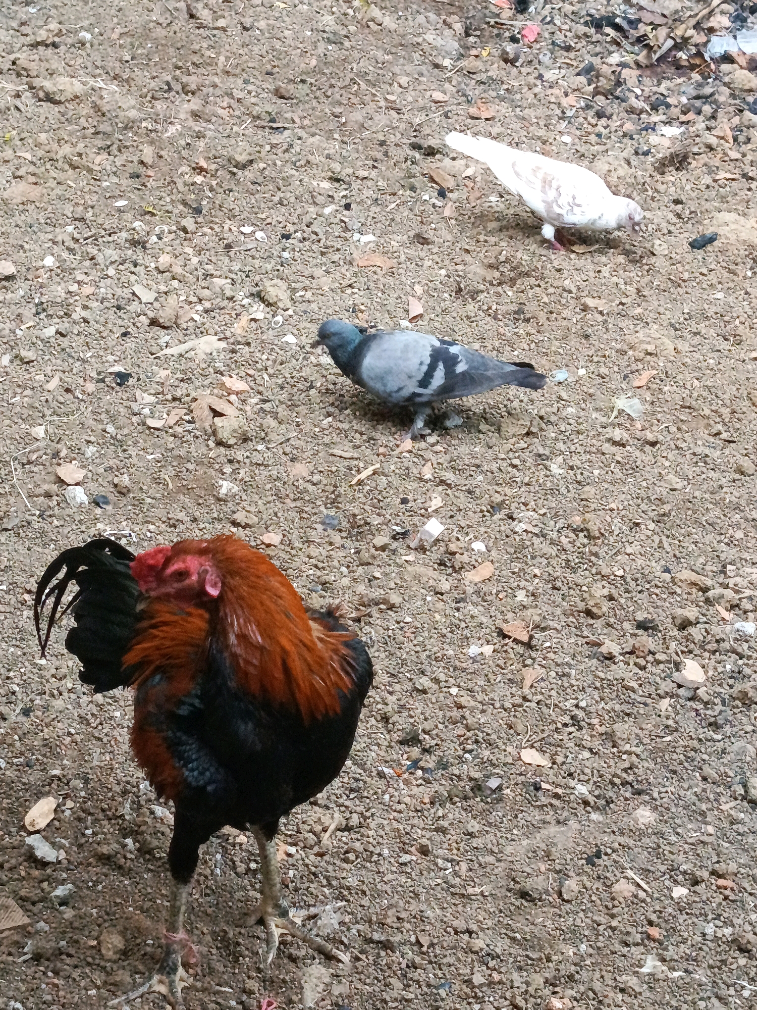 In Megang Sakti I, Indonesia, a rooster with red and black plumage stands on a dirt ground littered with small stones and debris. Nearby, a gray pigeon pecks at the ground, and further away, a white pigeon is also foraging. The scene suggests an outdoor, unpaved area common in local communities.