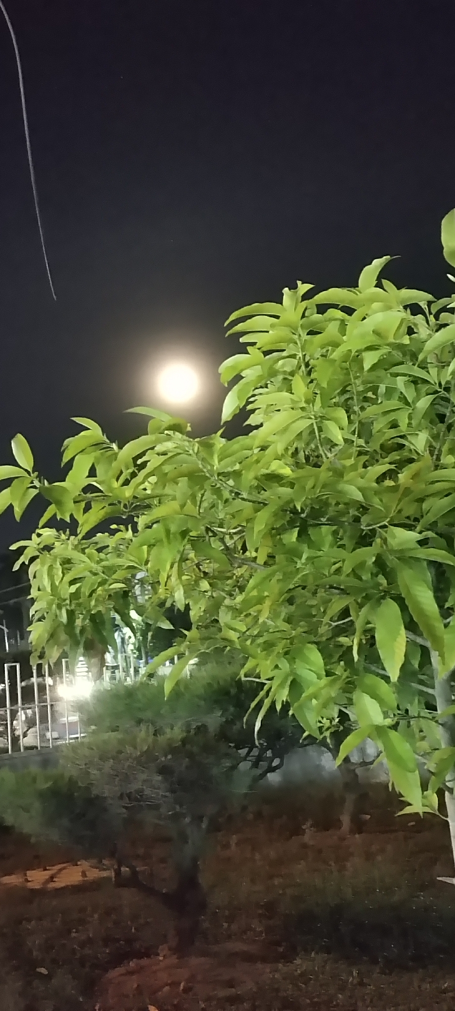 A nighttime view shows a tree with bright green leaves filling the right side of the frame, illuminated by an unseen light source, and the full moon is visible in the upper left quadrant. The background is a dark sky. Behind the tree, there are blurred structures possibly indicating a fence or building. The ground in the foreground appears to be a garden area with bushes and foliage, lit in a way that suggests a city location despite the natural elements. The location is Unknown, Unknown.