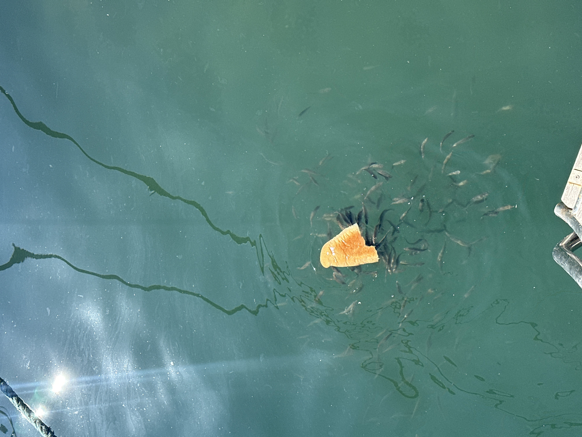 The scene is a body of water with a greenish hue, likely located in Fethiye, Turkey, given the prompt. A piece of bread floats on the surface, surrounded by a school of small fish. The fish are primarily dark in color. To the left of the bread, several dark, wavy lines appear, possibly seaweed or ropes submerged in the water. In the lower left corner, there's a bright reflection of sunlight, indicating a sunny day. Part of a dock or boat structure is visible in the lower right corner, made of wood and metal.