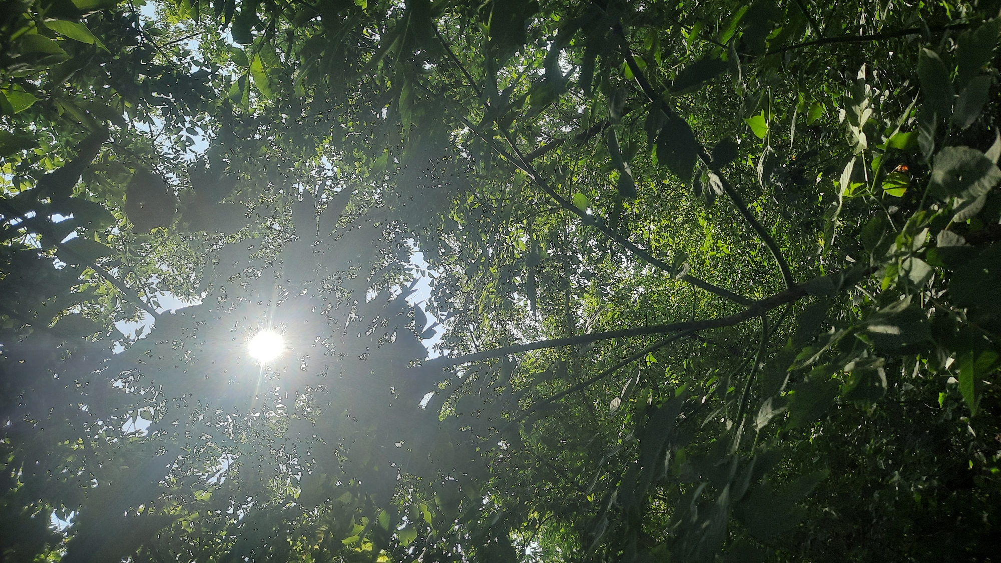 The image shows a dense canopy of green foliage viewed from below, with the sun shining brightly through the leaves, creating a lens flare effect. The setting appears to be a natural environment, likely a park or wooded area within the city of Shklov, Belarus, given the prompt's context. There are no visible people, structures, or specific landmarks identifiable from the image itself. The scene is dominated by lush vegetation and the bright sunlight filtering through.
