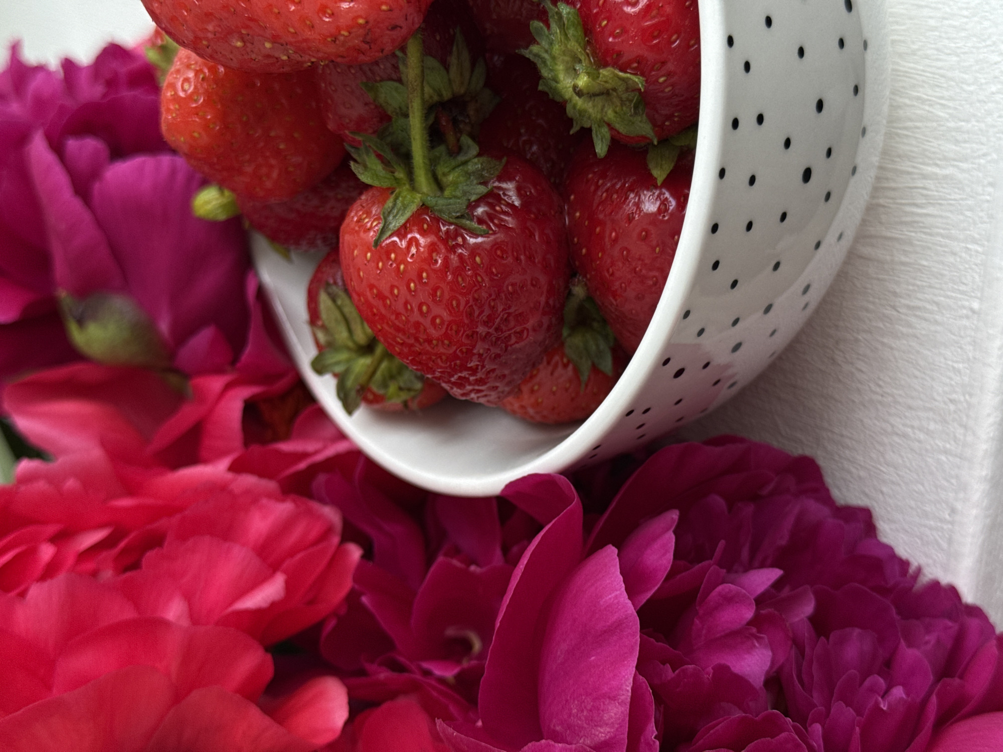 The image presents a close-up, high-angle view of a still life composition. On the left side of the frame, several large, deep fuchsia-colored flowers, consistent with peonies, are tightly clustered, displaying numerous ruffled petals with varying shades and textures. Some petals show brighter highlights, indicating depth within the floral arrangement.
To the right, a white ceramic bowl with a black polka-dot pattern is partially visible, positioned on a light-colored, subtly textured surface that appears to be fabric or paper. The bowl is filled with ripe, red strawberries. Each strawberry is fully red and retains its green calyx (stem and leaves). The strawberries are piled high within the bowl, some overlapping others. The lighting is soft and appears diffuse, illuminating the subjects without harsh shadows. No people are visible. The scene provides no discernible environmental context or identifying features that would indicate a specific geographic location.