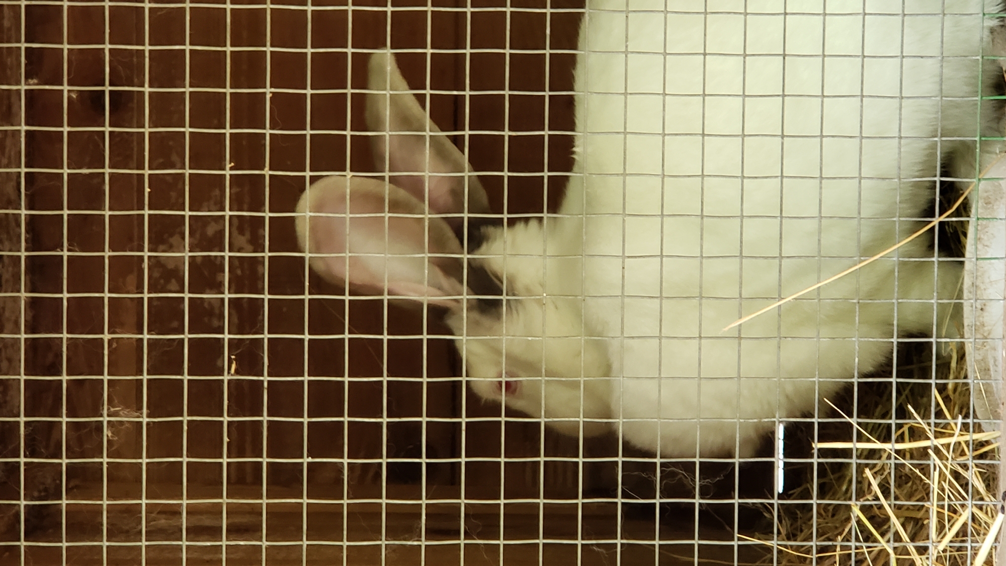 A white rabbit with pink ears is inside a wooden cage with wire mesh. The rabbit is facing left, with its head tilted slightly upwards. Its eyes are red. Hay is visible in the bottom left corner of the cage. The background is the interior of the cage, made of wooden planks. The image was taken in Prešov, Slovakia.