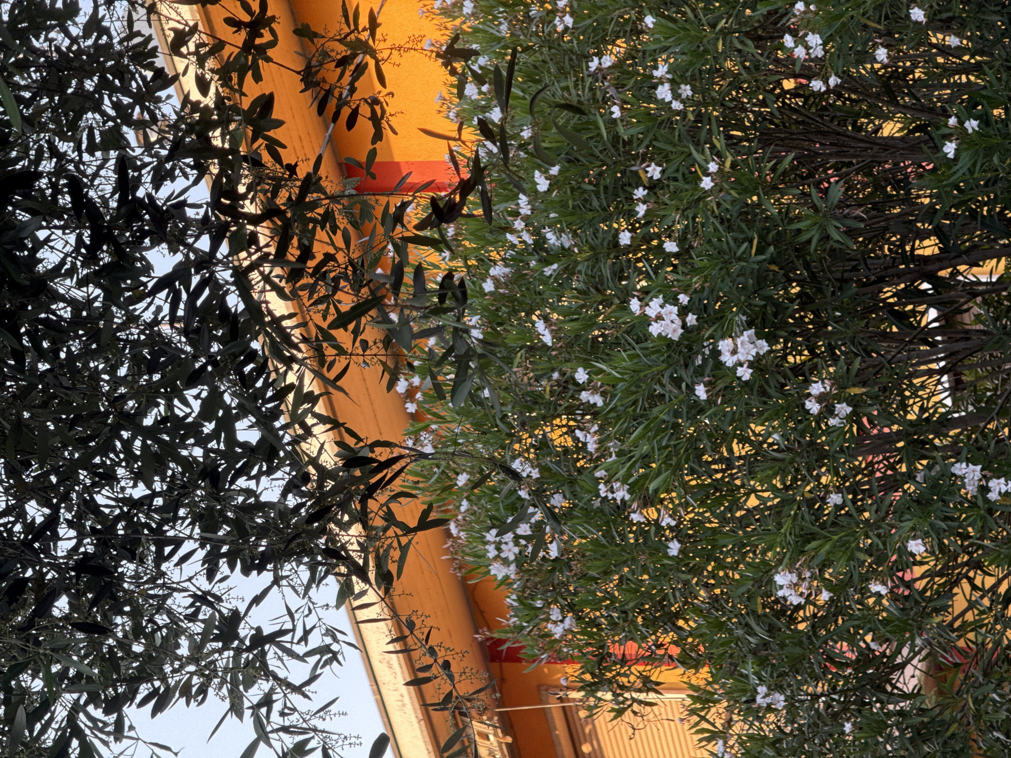 The image shows an upward view of trees and a building in Villafranca di Verona, Italy. The left side features an olive tree with dark green, slender leaves against a light blue sky. The right side has a dense bush with small, white flowers. Behind the trees is a building with a light orange exterior and a red accent strip. The perspective is from below, looking up into the foliage and towards the building.