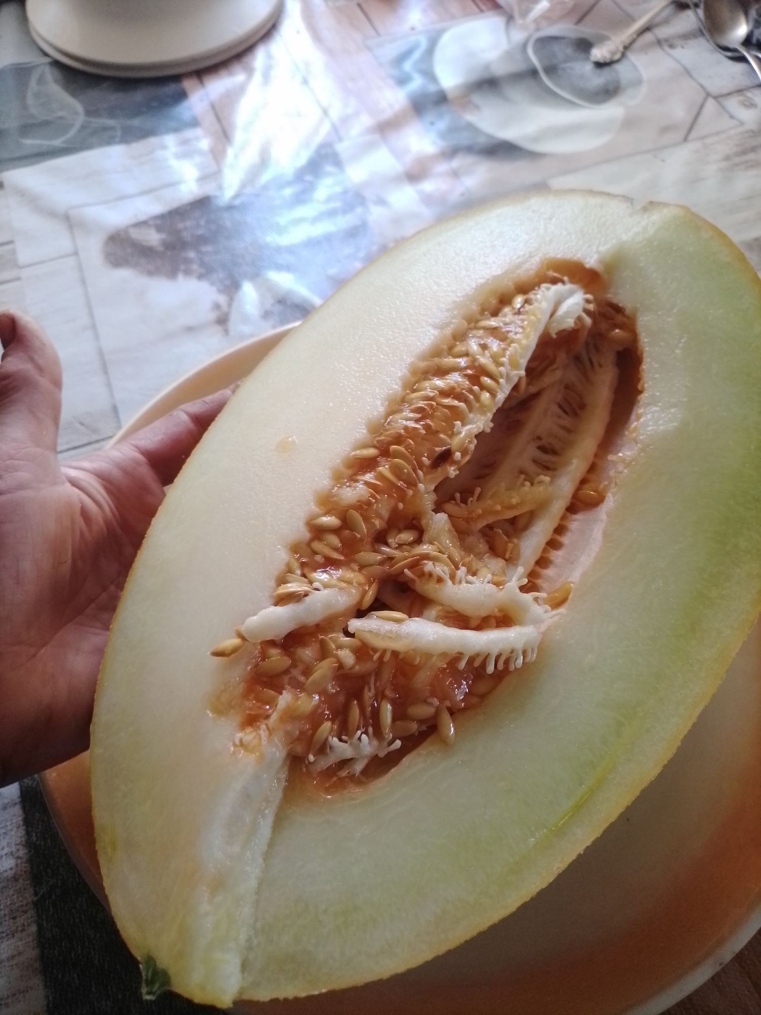 A close-up, high-angle shot shows a hand holding a halved melon over a plate. The melon, cut lengthwise, reveals a light green rind and a juicy, orange interior filled with numerous seeds. The hand, with visible veins and wrinkles, is positioned on the left side of the frame, supporting the melon. The plate beneath is a pale orange. The background is a checkered tablecloth, with hints of other objects like a bowl and cutlery on the upper right. The scene appears to be indoors, likely a kitchen or dining area in Ustyvytsia, Ukraine.
