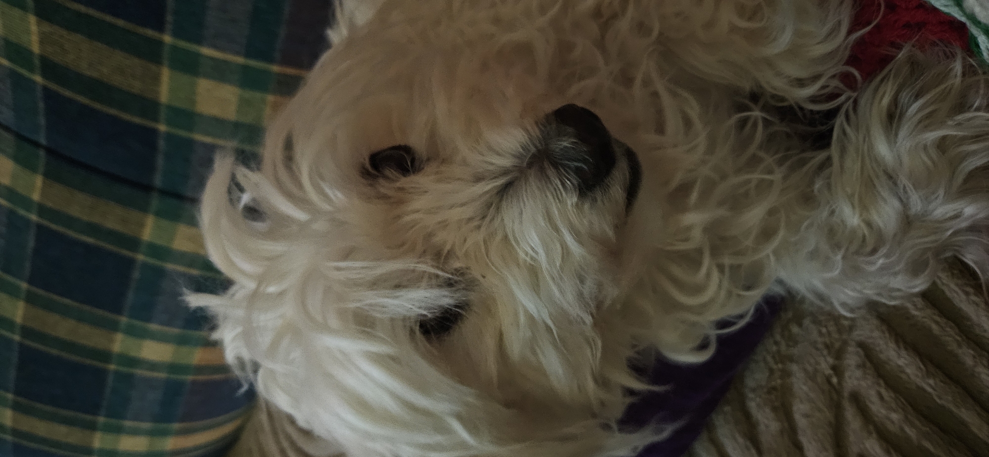 A close-up, indoor shot features a white, fluffy dog, possibly a Maltese or similar breed, resting on a plaid blanket with green, blue, and yellow squares. The dog's face is centered, with its black eyes and nose clearly visible amidst its fur. The background includes a tan textured surface, possibly another blanket or furniture. The location is indeterminable from the image, lacking any contextual indicators to place it specifically in Blagoevgrad, Bulgaria or anywhere else.